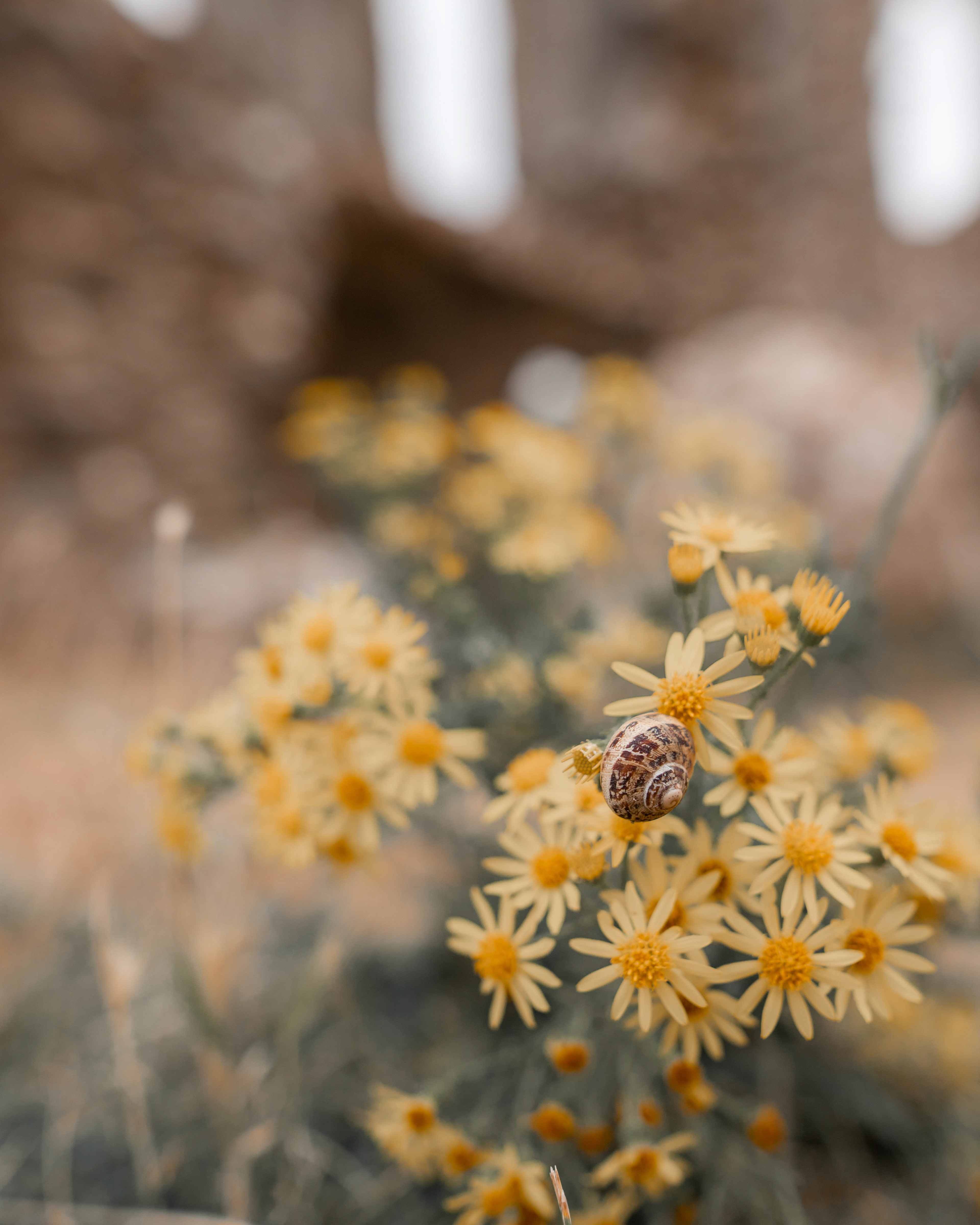 Common Snail