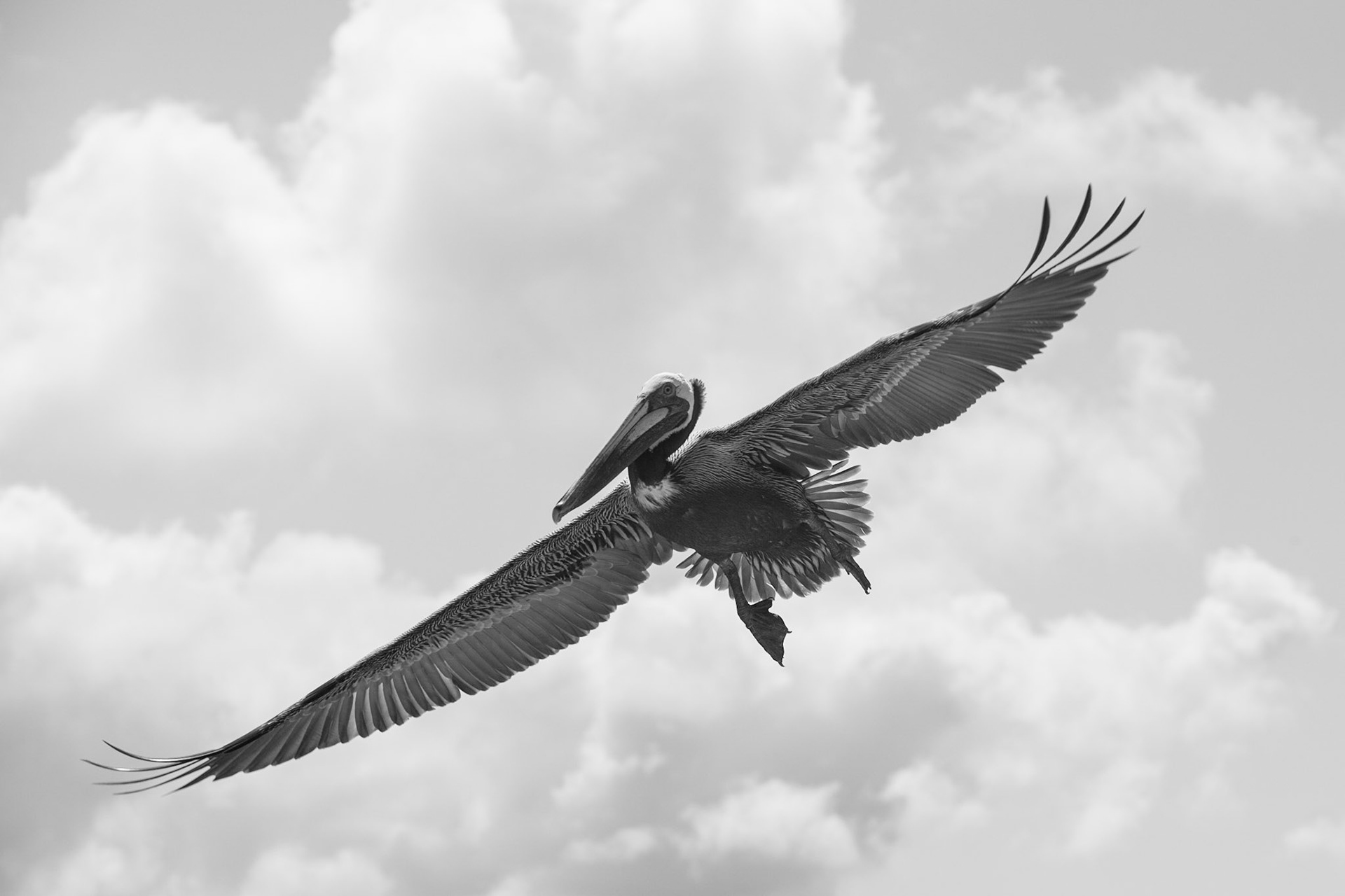 Gliding - Brown Pelican