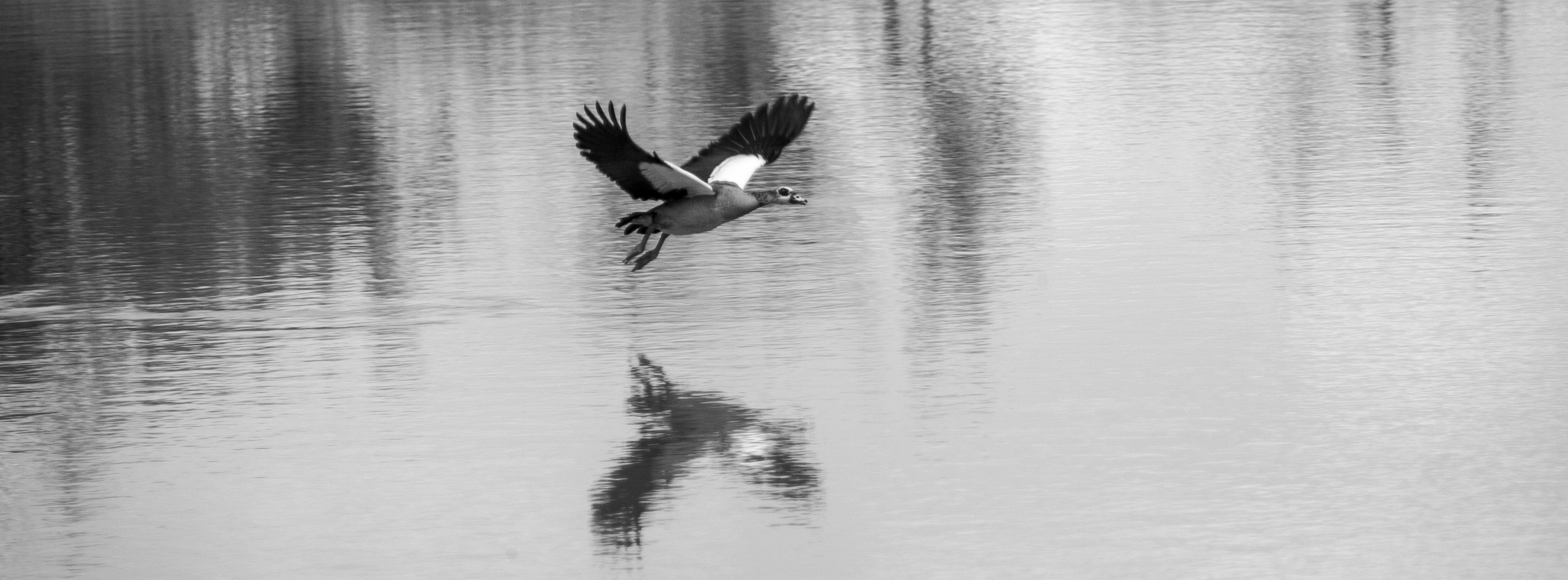 Reflection - Egyptian Goose