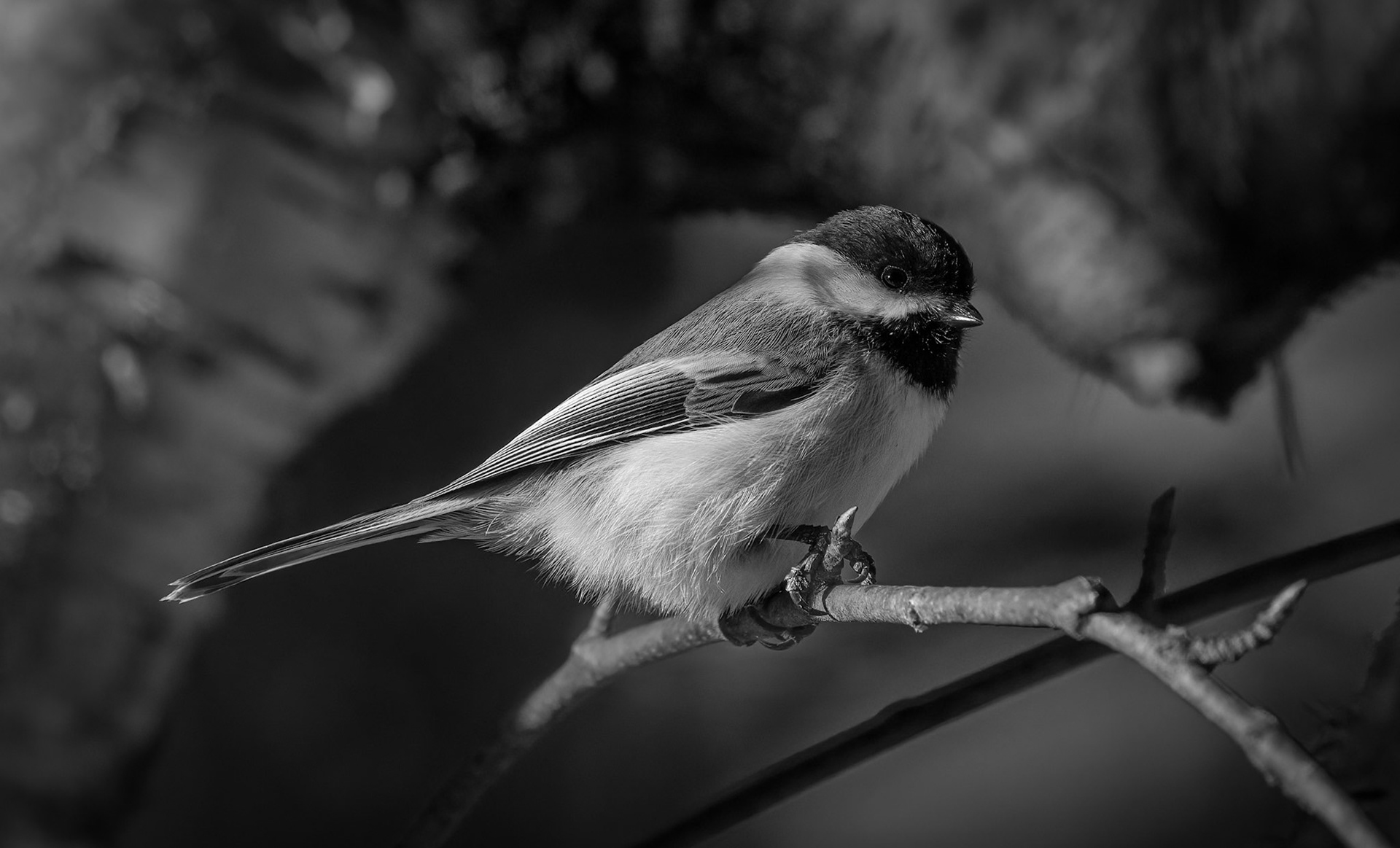 Chickadee Portrait