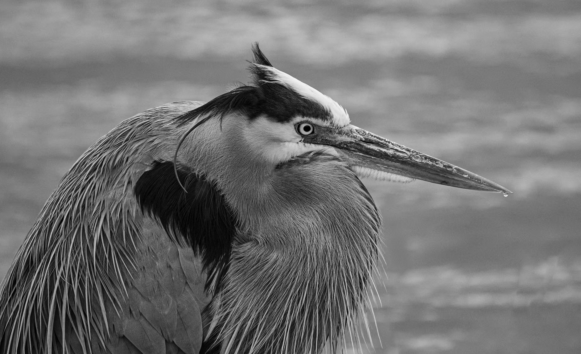 Great Blue Heron Portrait