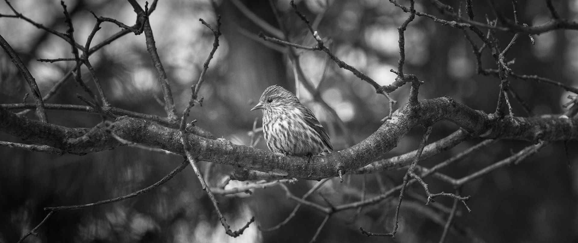 Settled -Pine Siskin