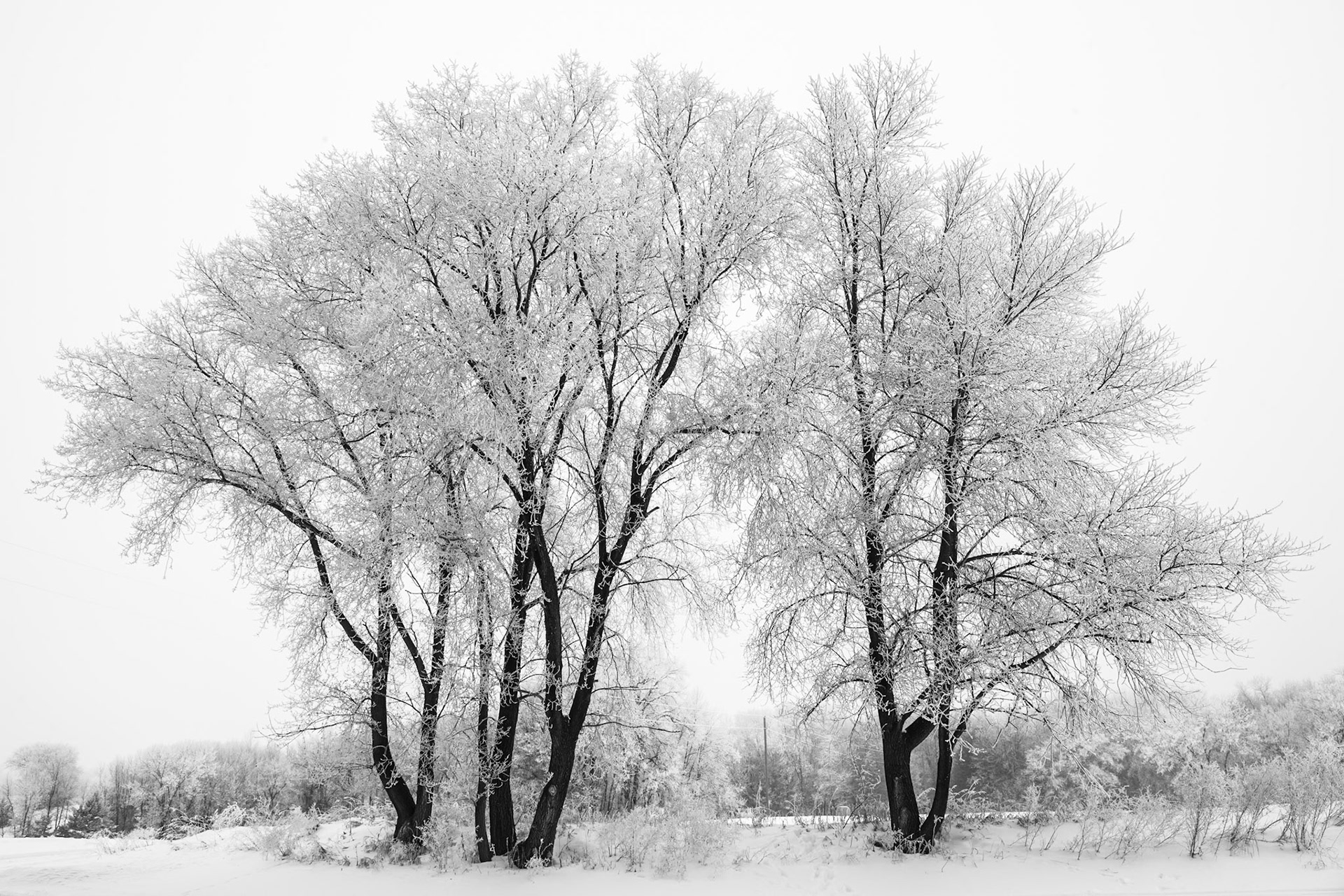 Winter Trees