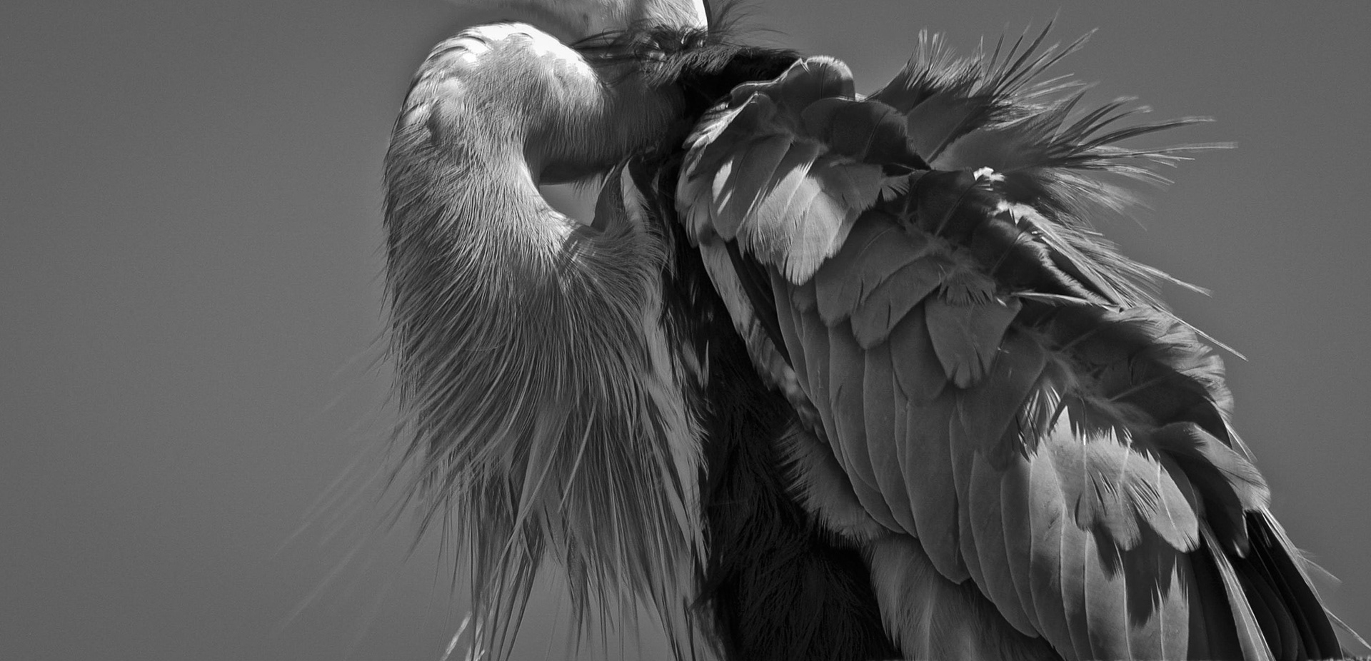 Wind blown - Blue Heron