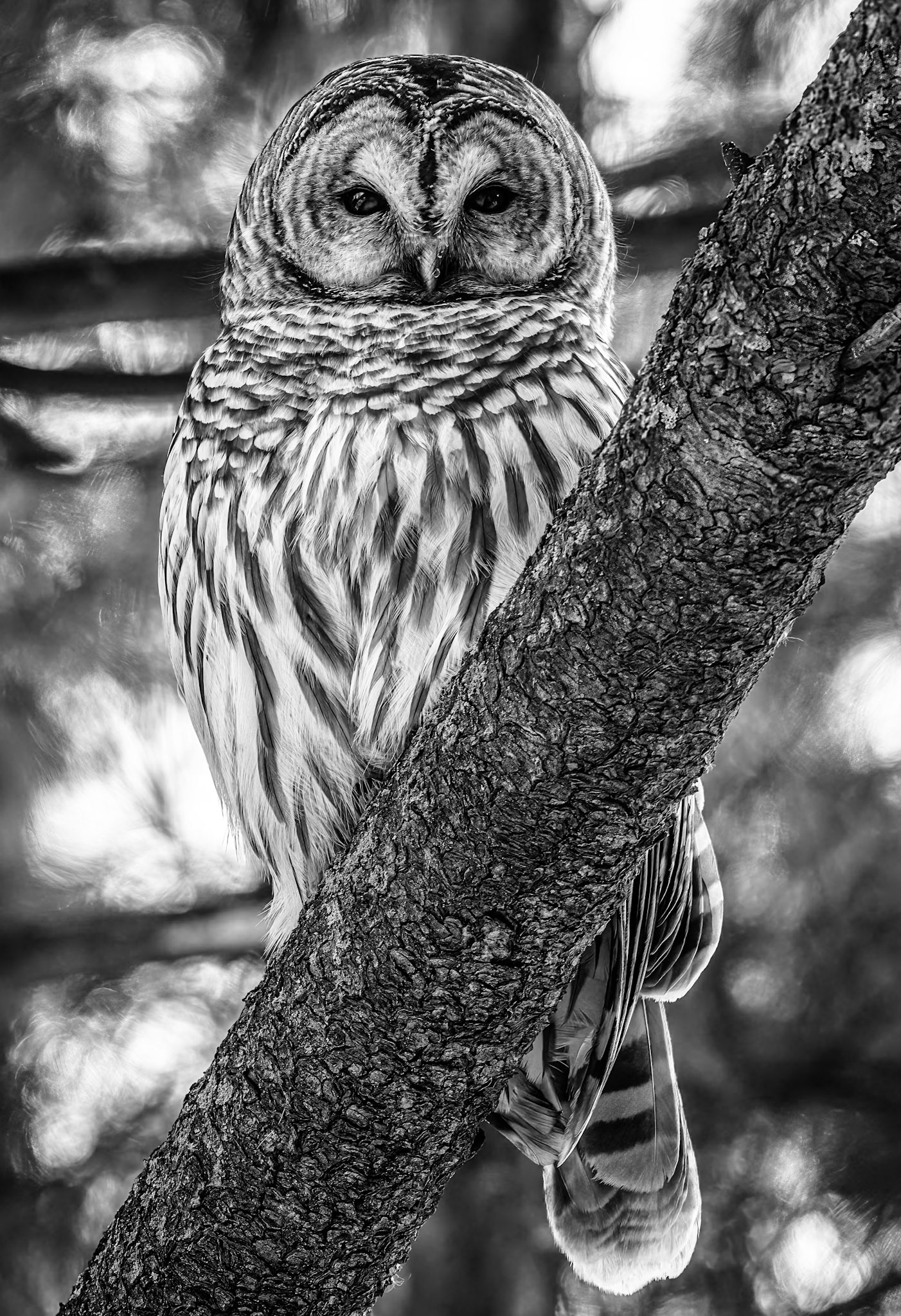 Barred Owl