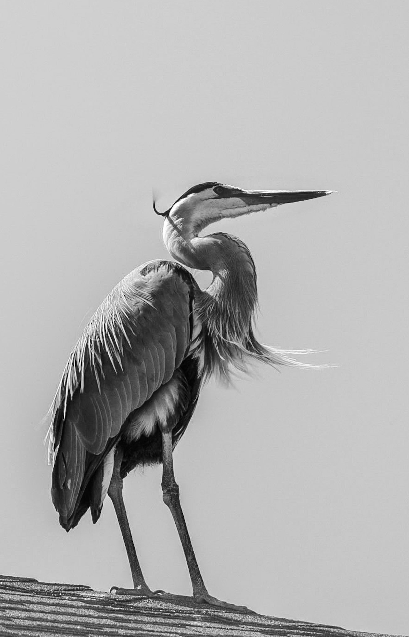 Posing - Blue Heron