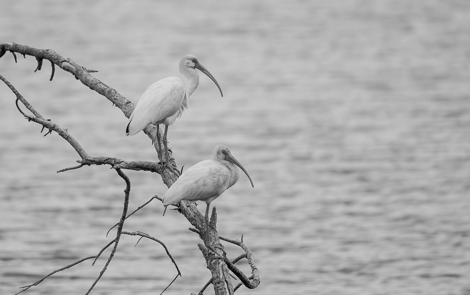 Sacred Ibis Pair