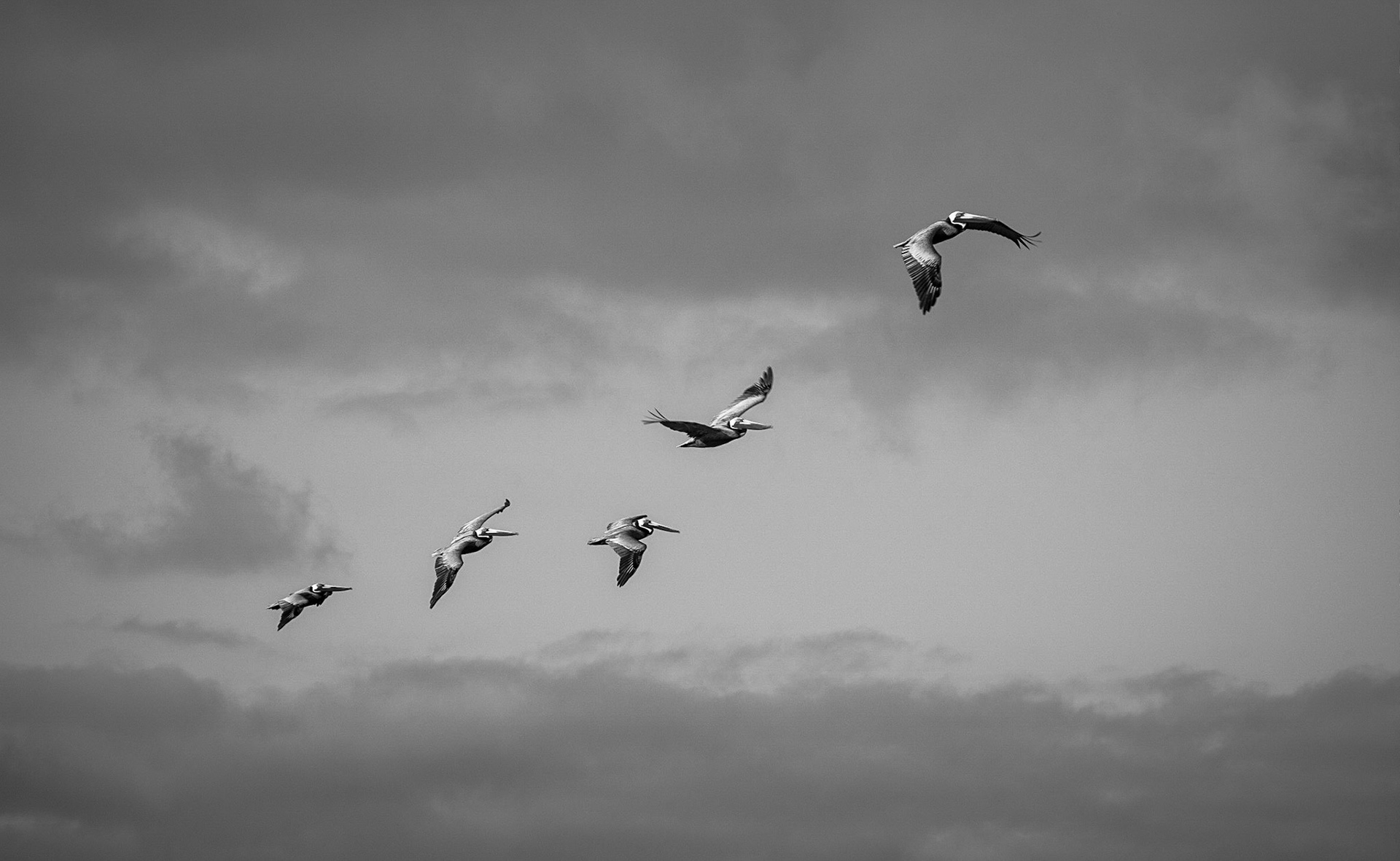 In Formation - Brown Pelicans