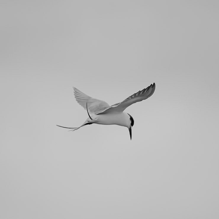 Fosters Tern