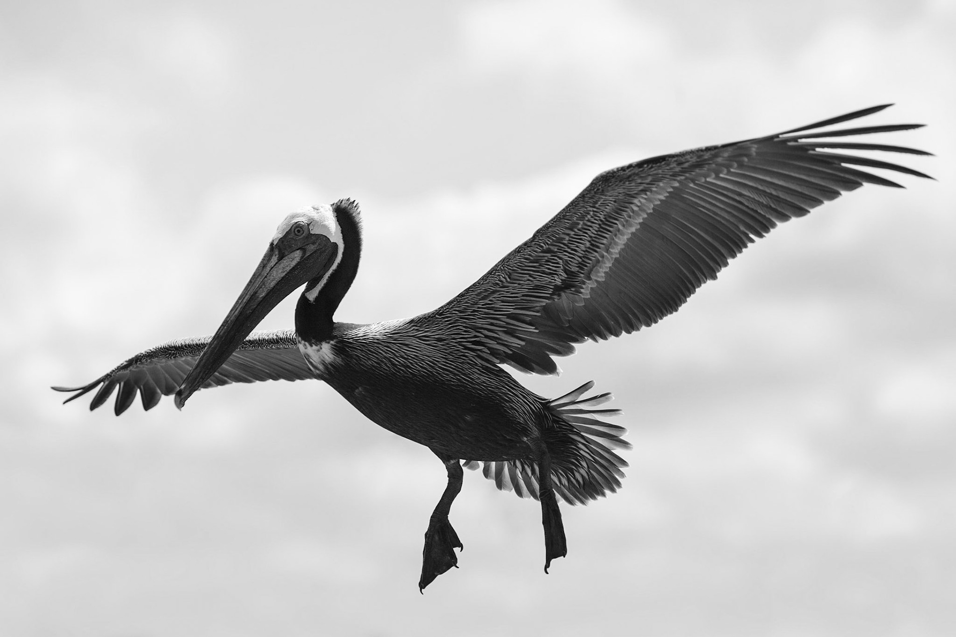 Landing - Brown Pelican