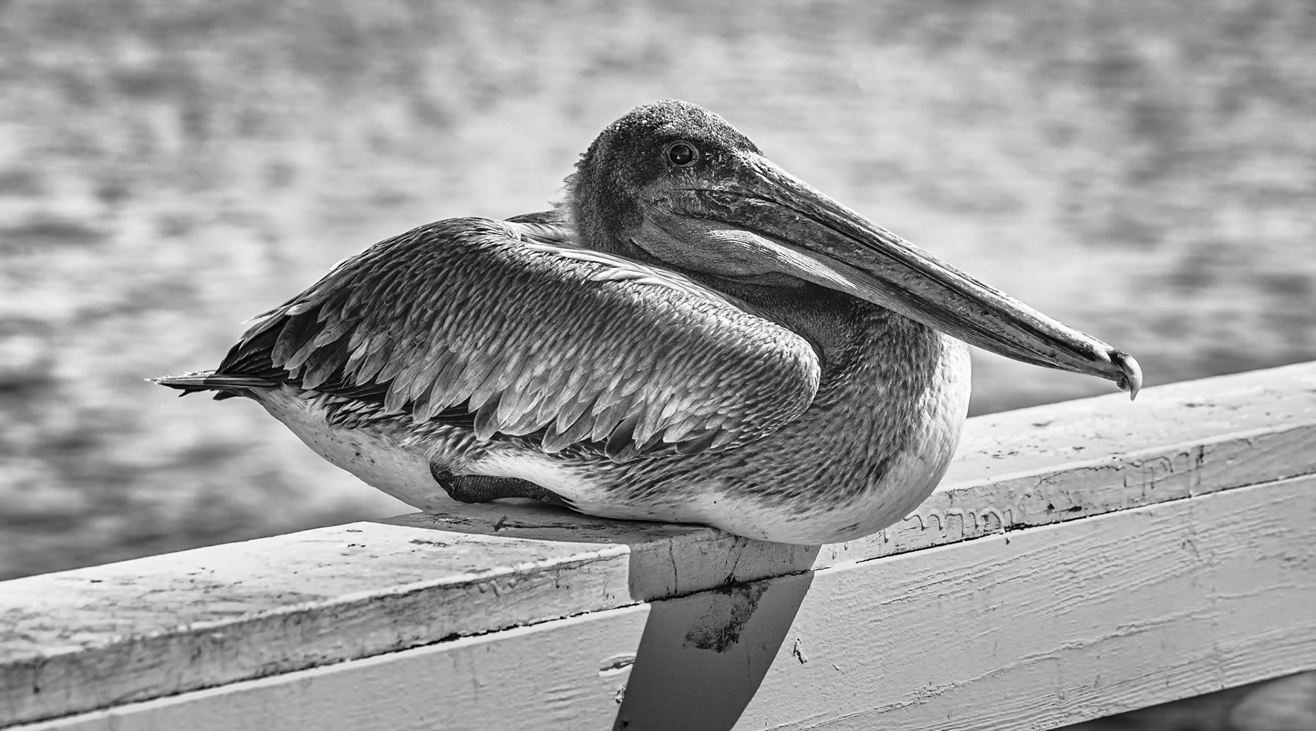 Brown Pelican Resting