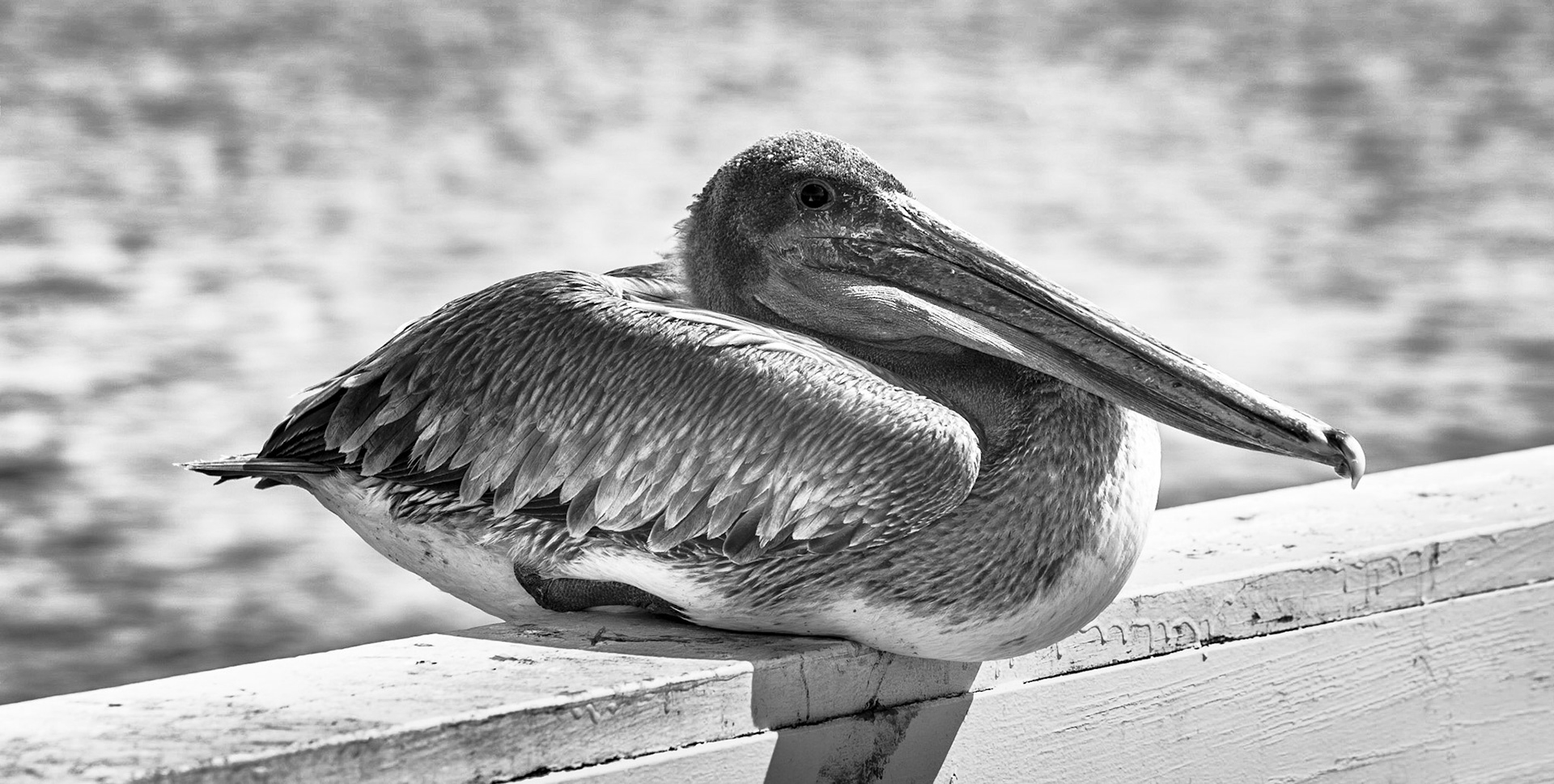 At Rest - Brown Pelican