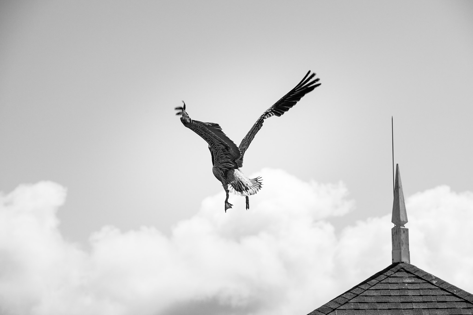 Aspiring - Brown Pelican