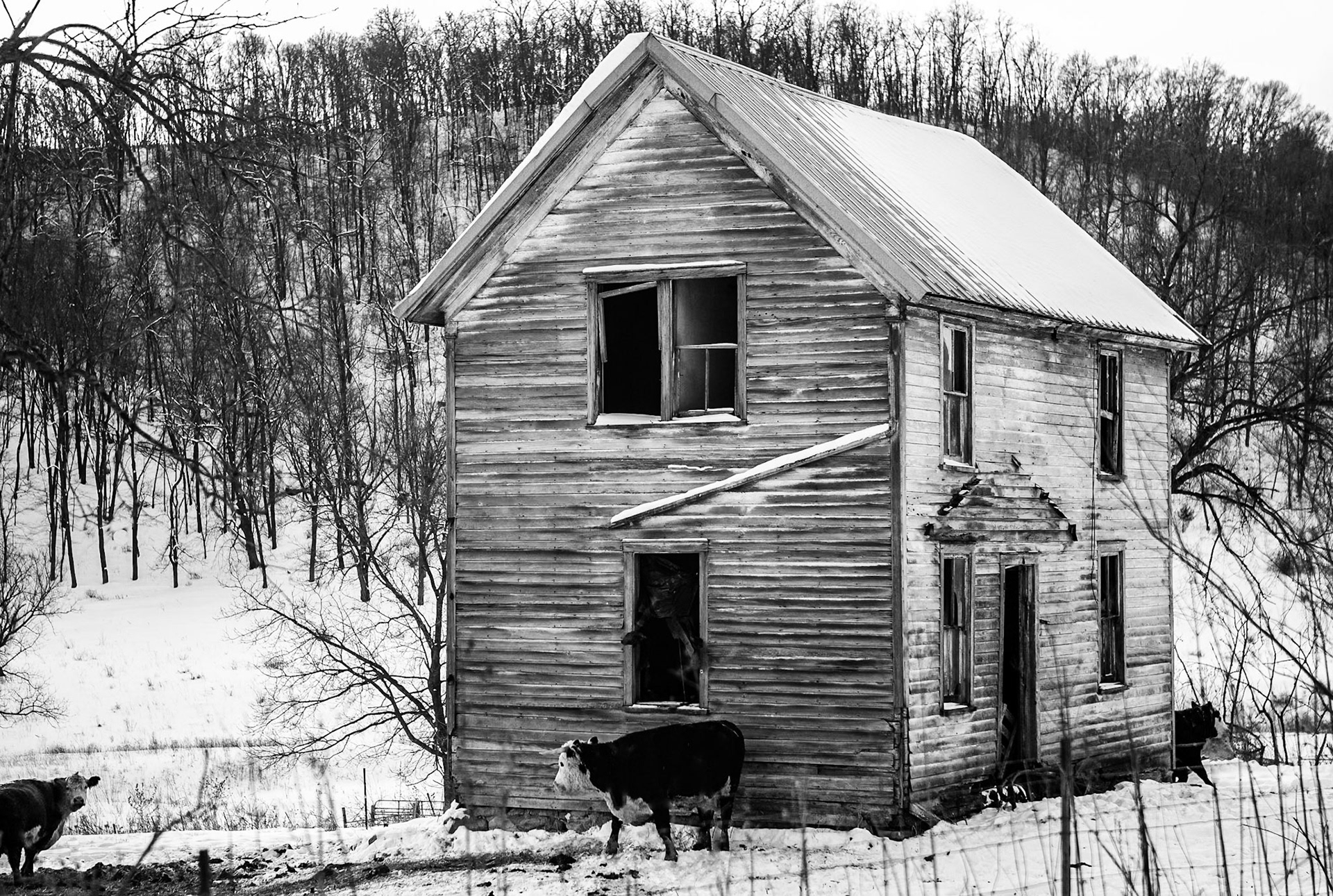 Till the Cows Come Home - SE MN