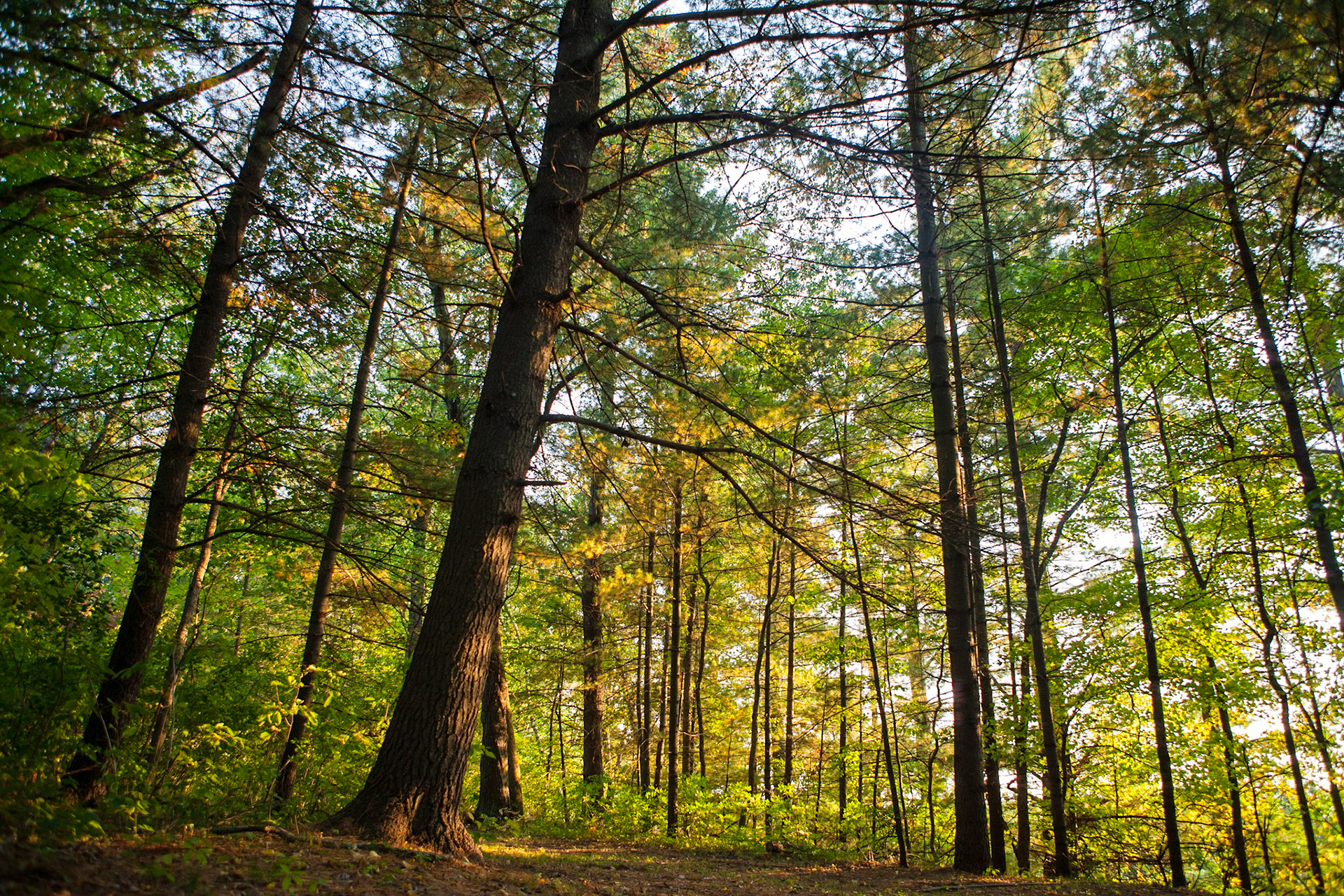 Loftman trail Woods