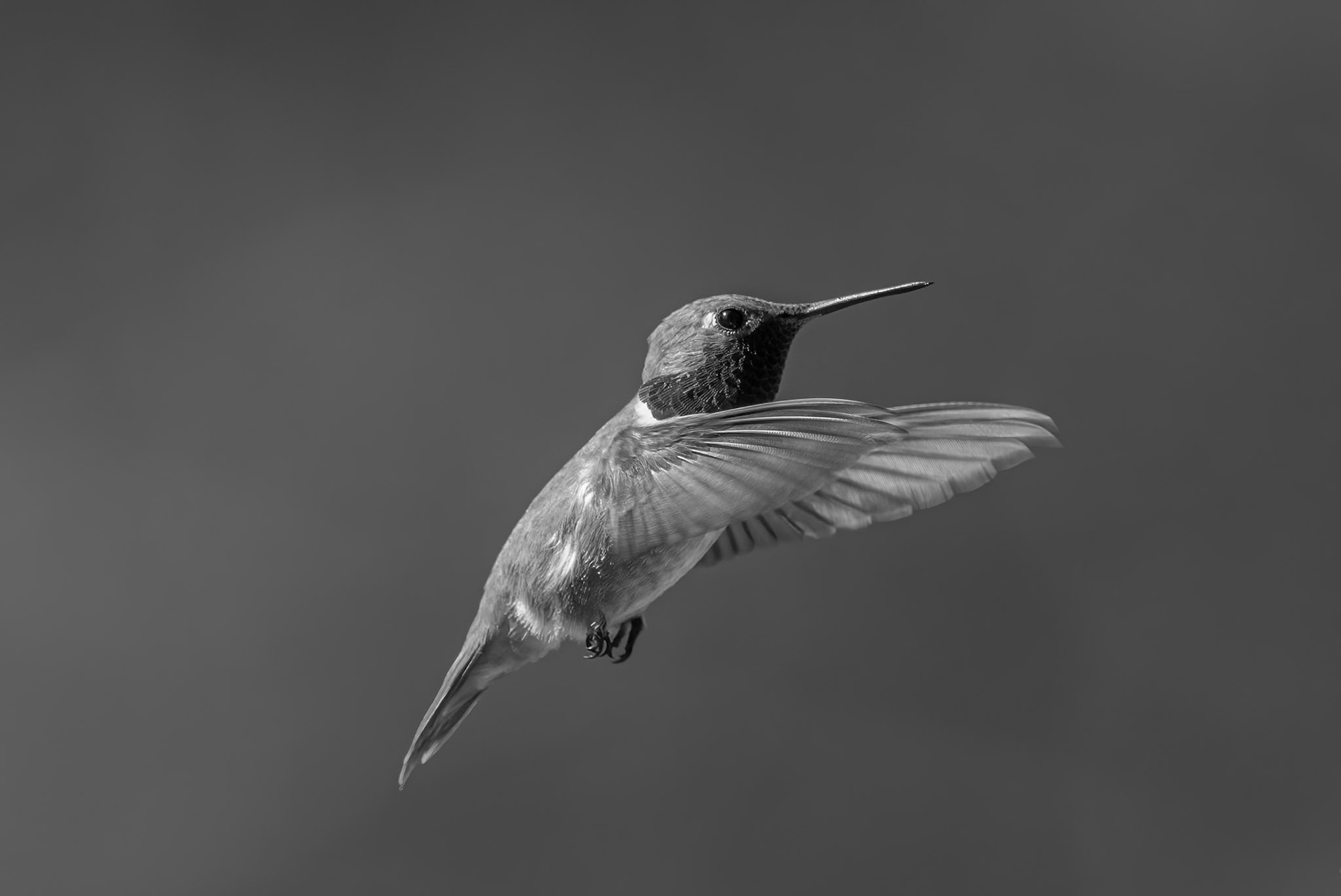 Rufous Hummingbird in Flight