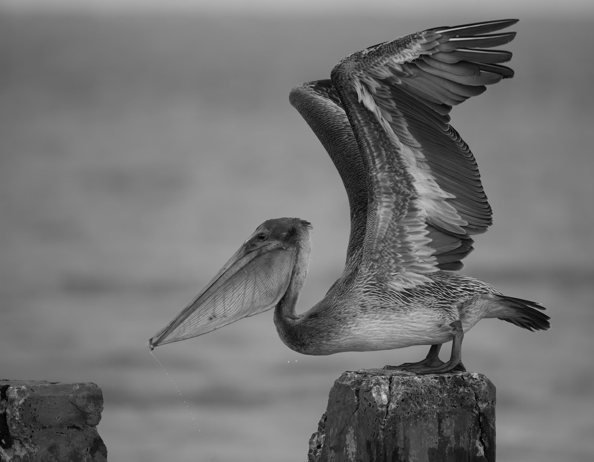 Brown Pelican Launching