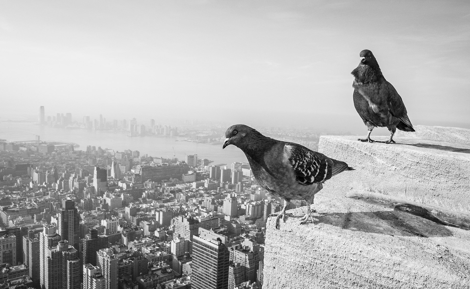 City Guardians - Pigeons