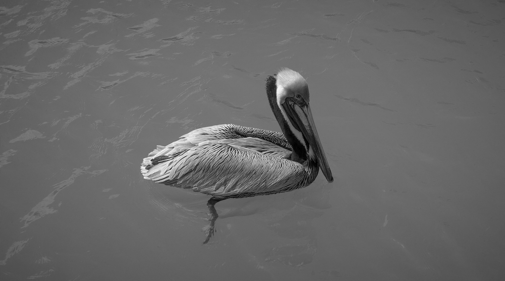 Floating - Brown Pelican