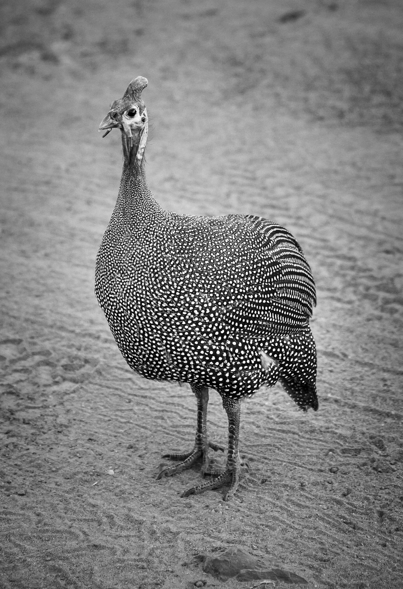 Speckled - Guinea Fowl