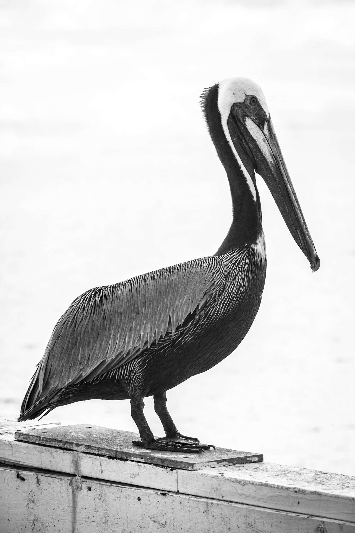 Posing - Brown Pelican
