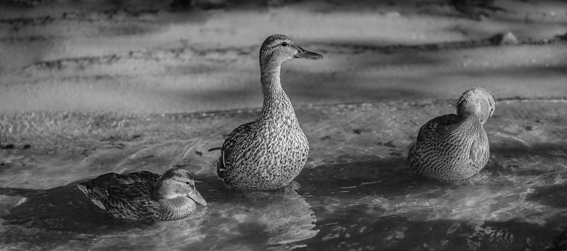 Mallard Trio