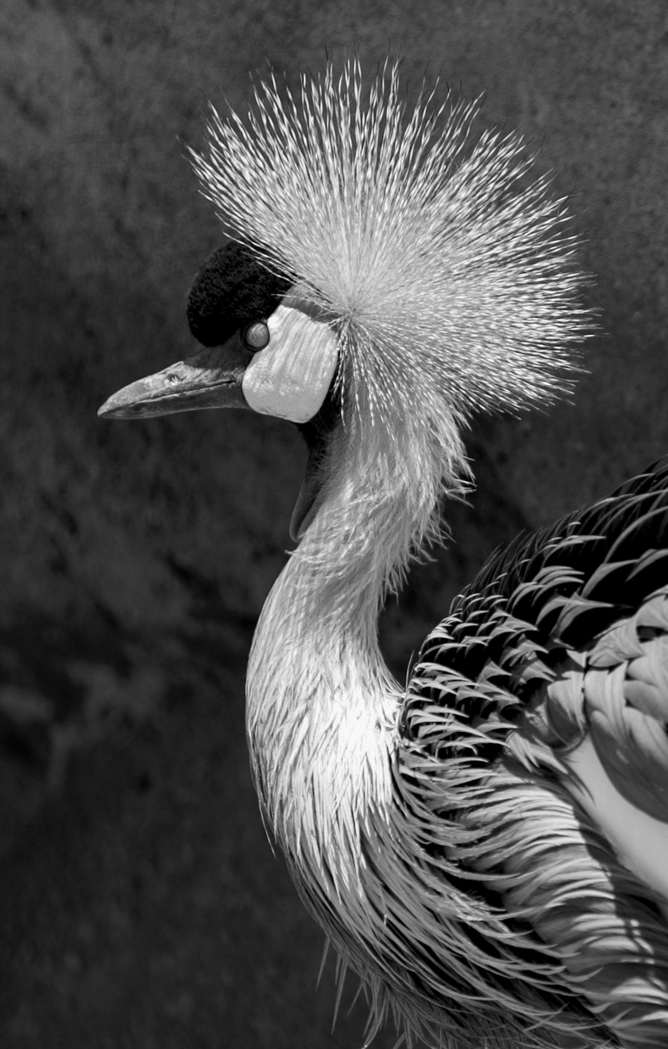 Poised - Crowned Crane