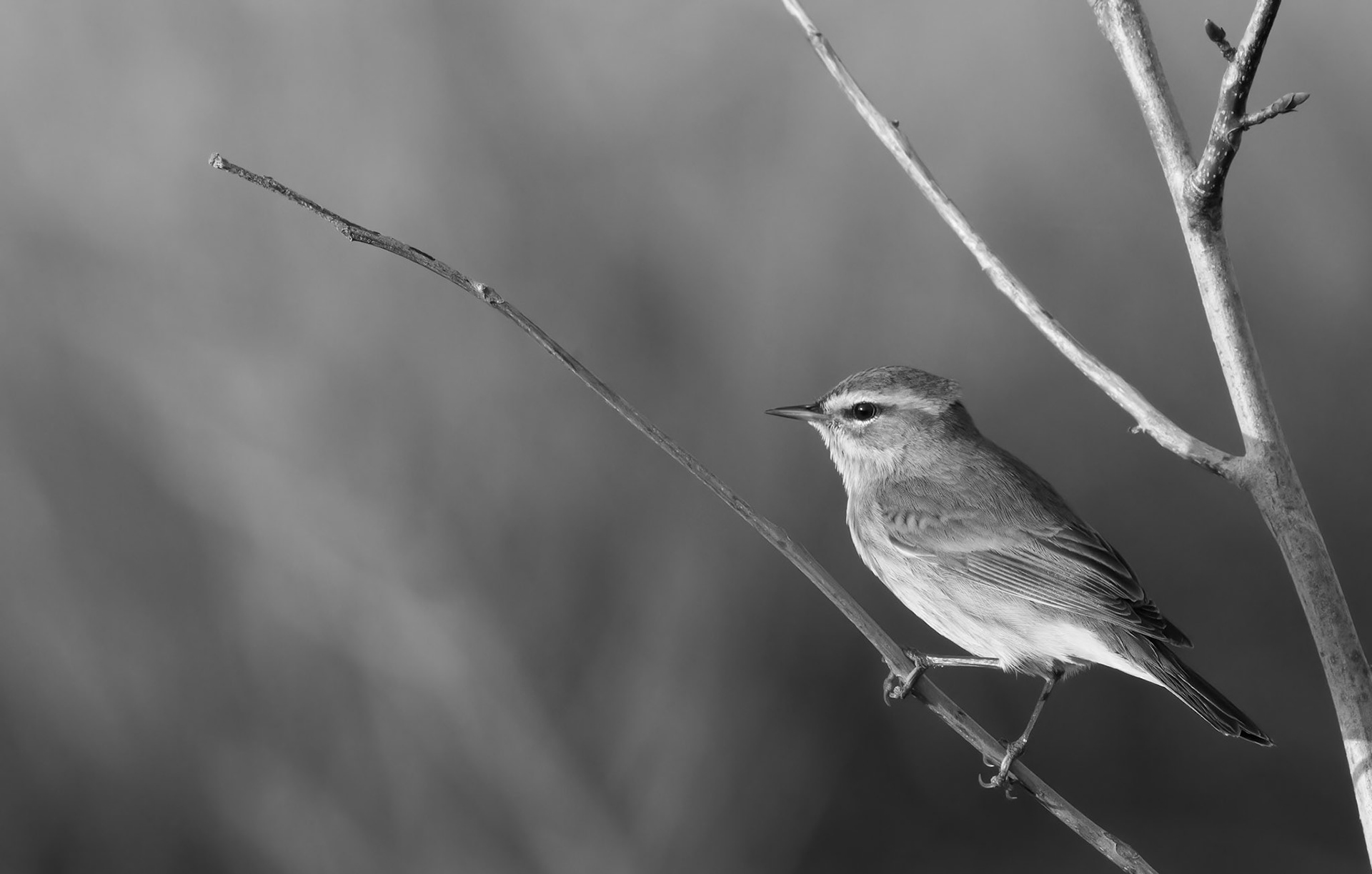 Palm Warbler