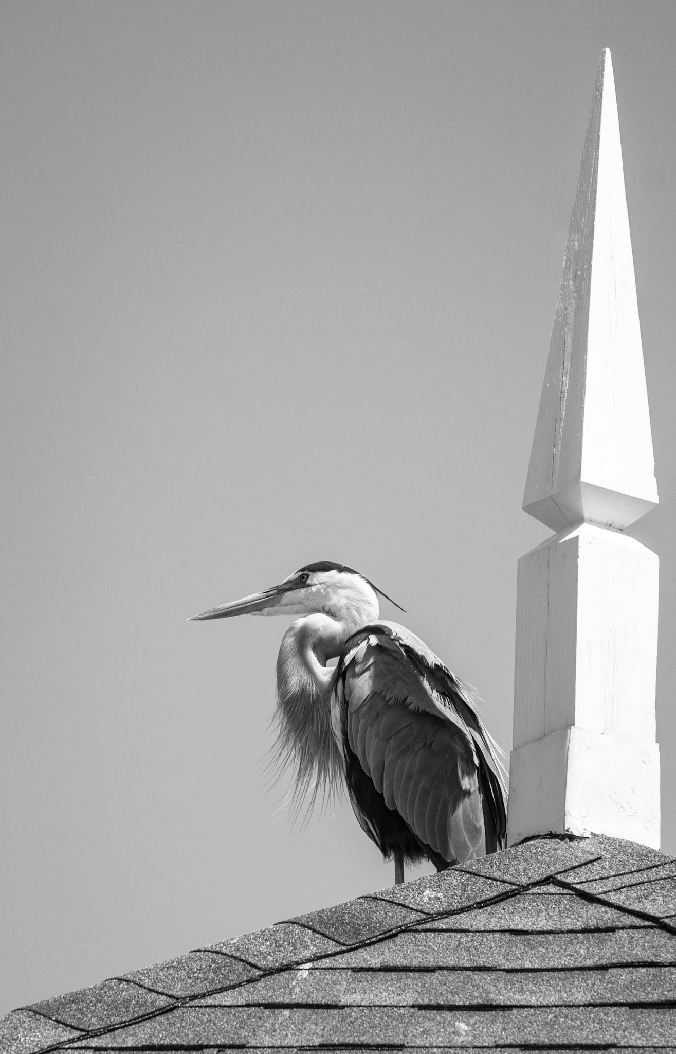 Aspiring - Blue Heron