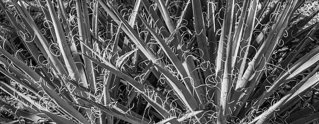 Yucca Ribbons
