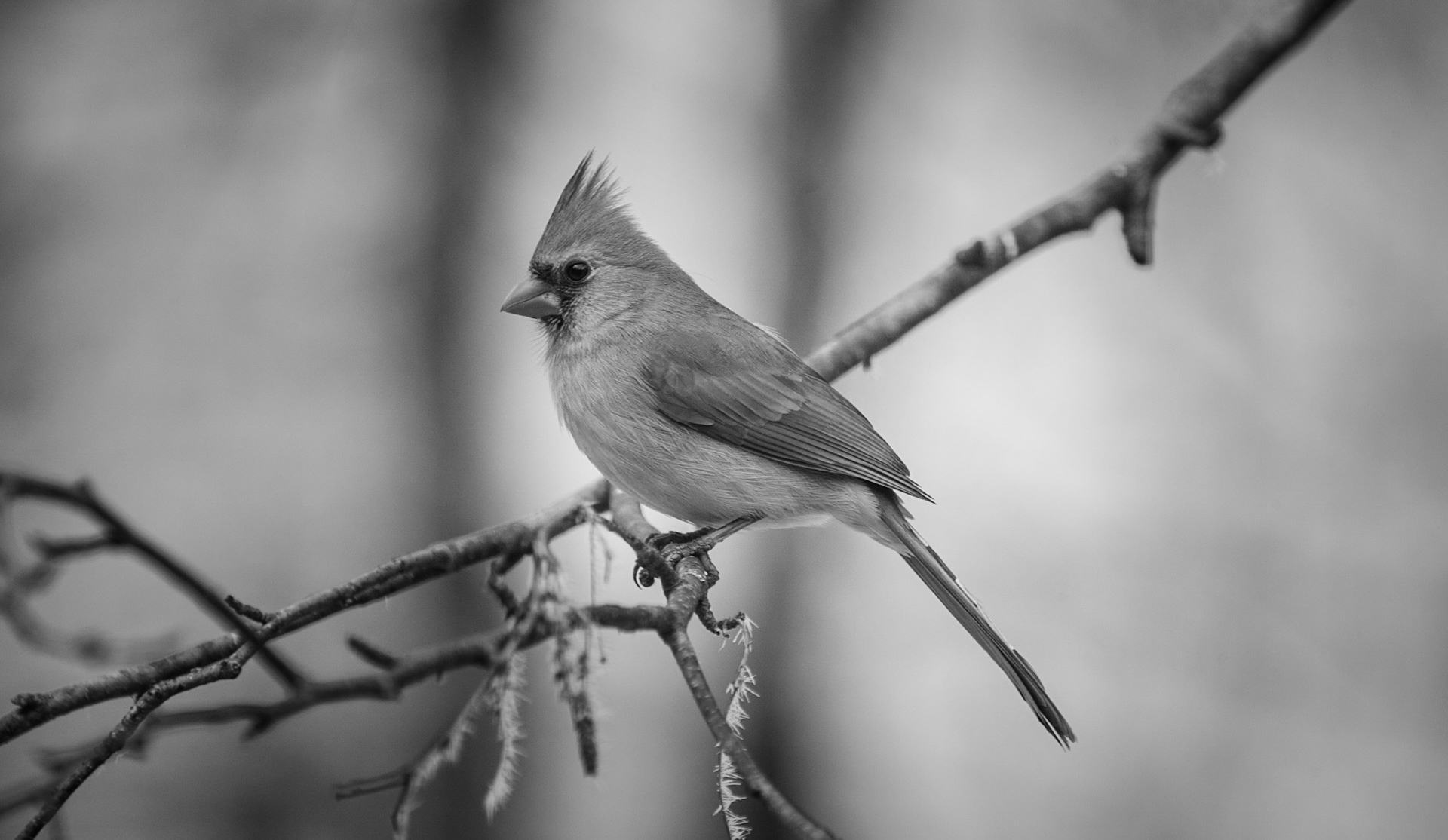 Subtle - Female Cardinal