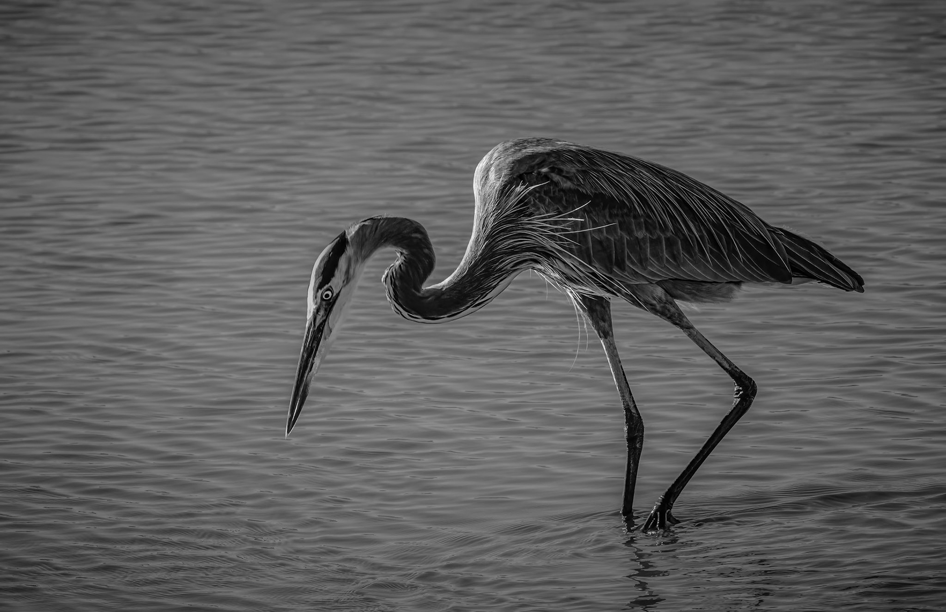 Great Blue Heron Fishing