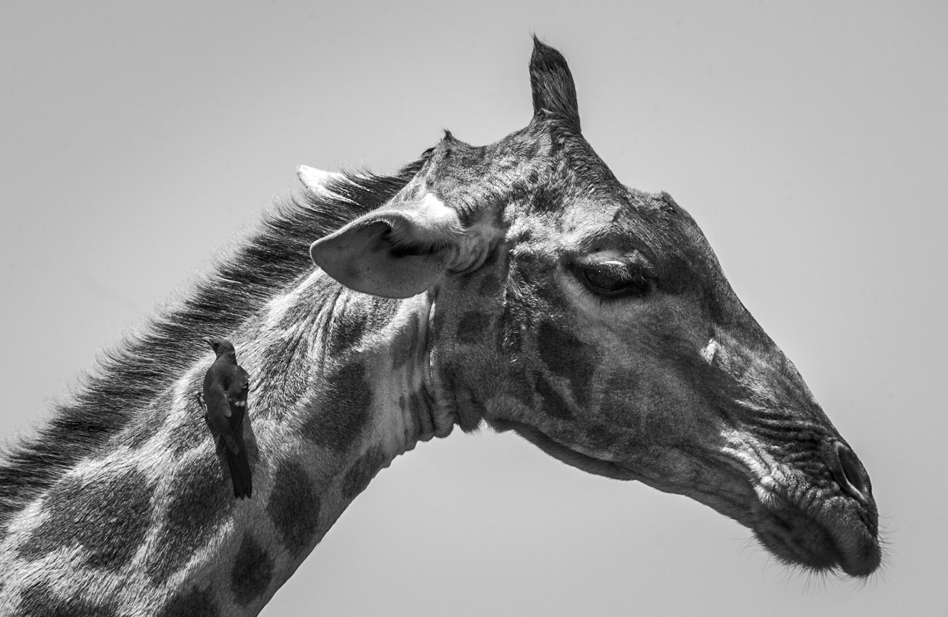 Grooming - Ox Pecker