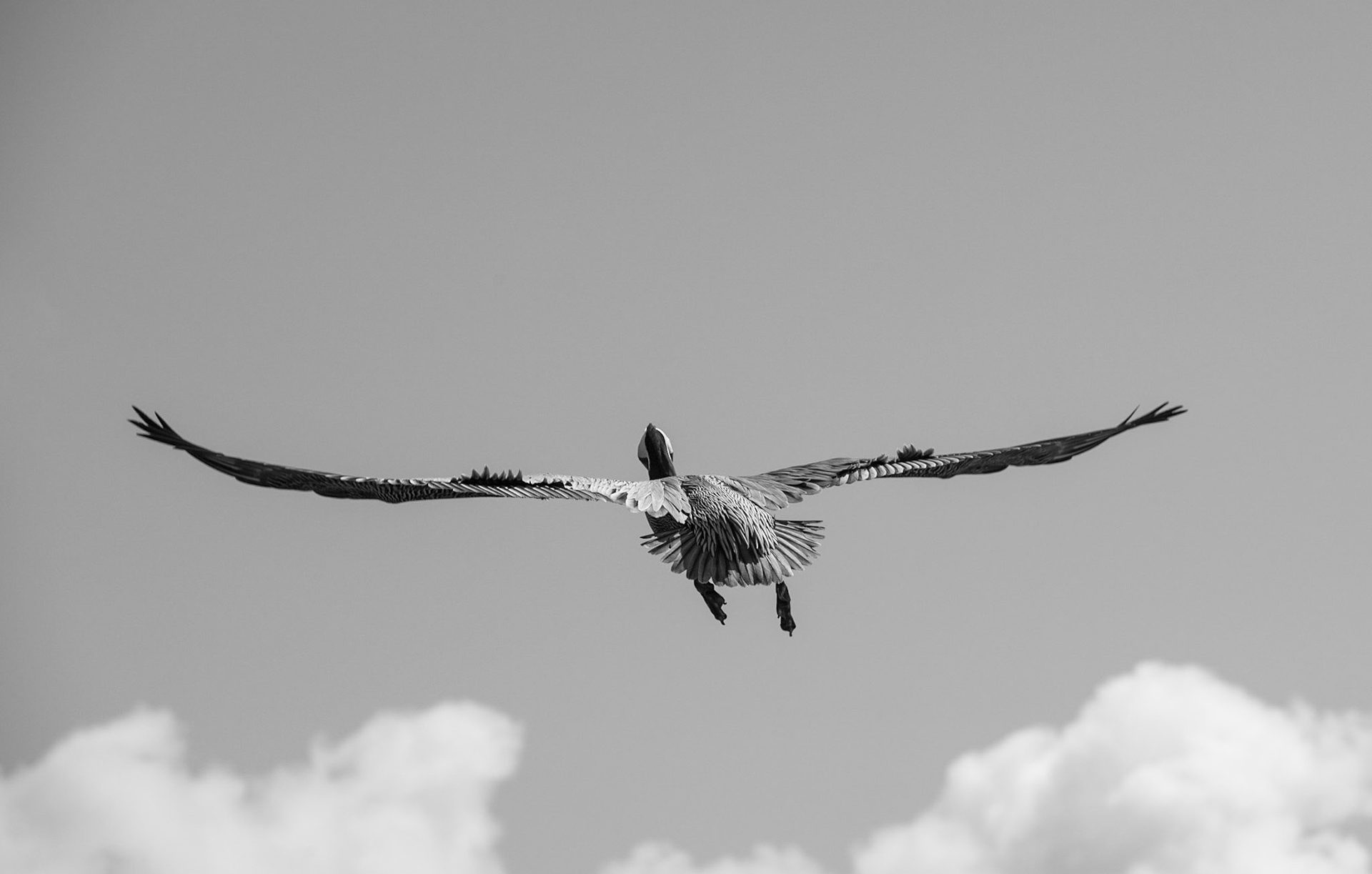 Departing - Brown Pelican