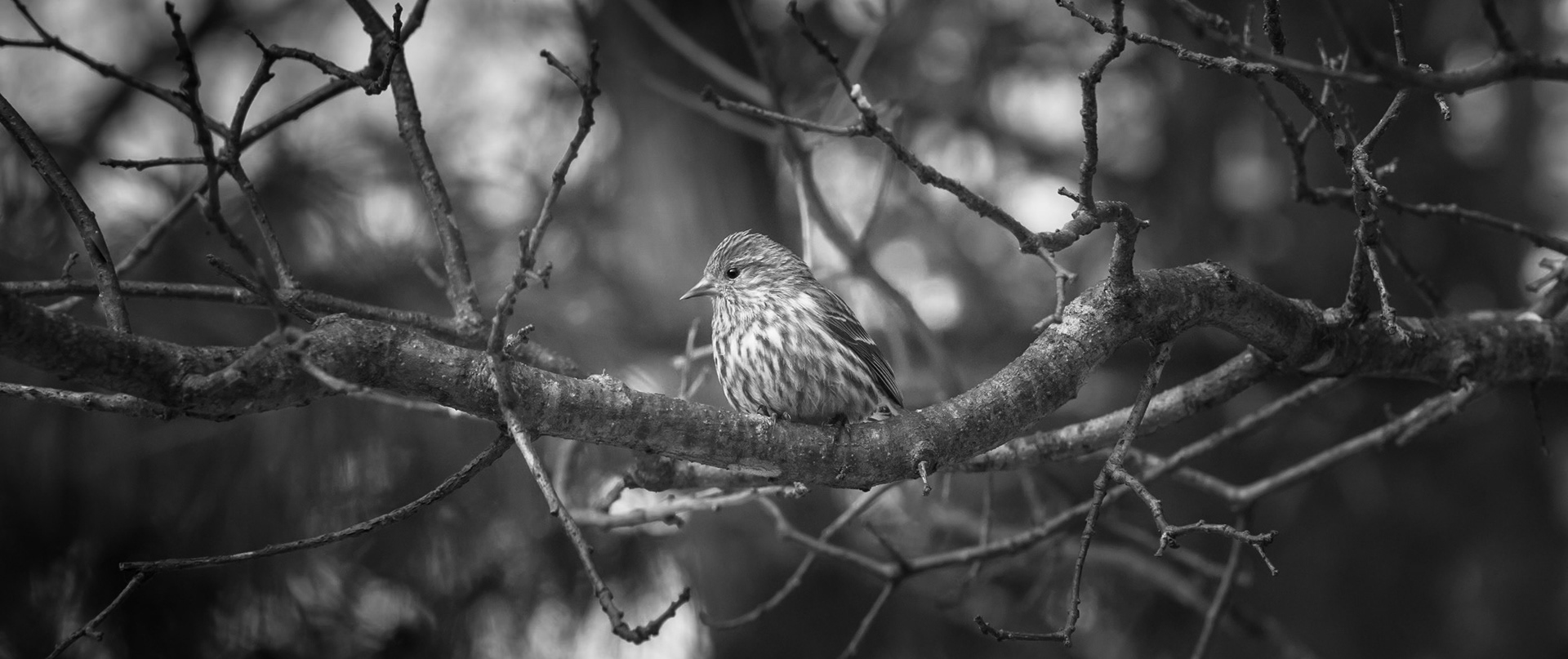 Pine Siskin