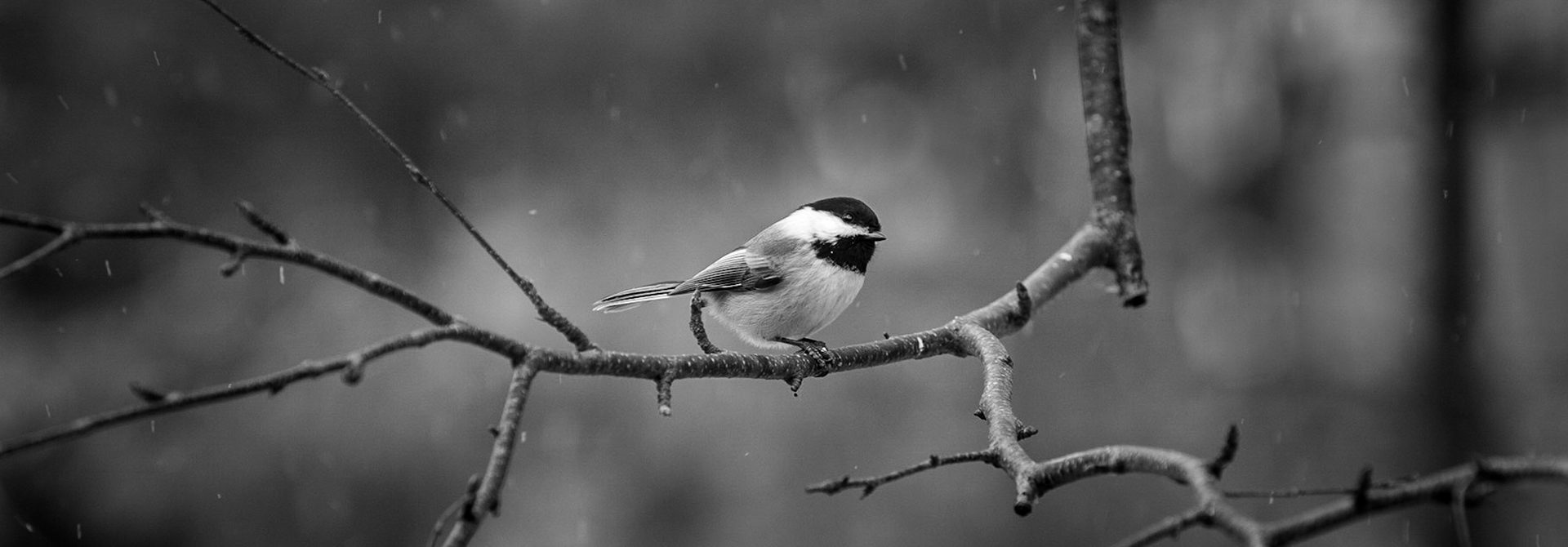 Snowfall - Chickadee