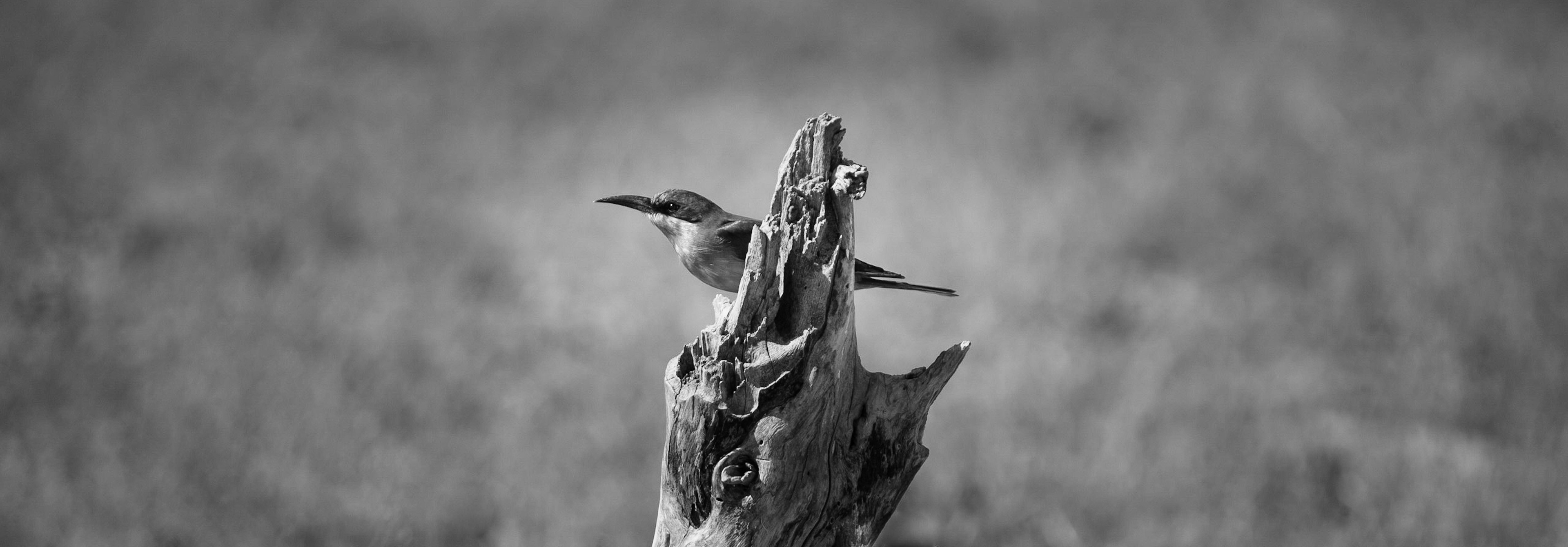 Juxtaposed - Carmine Bee Eater