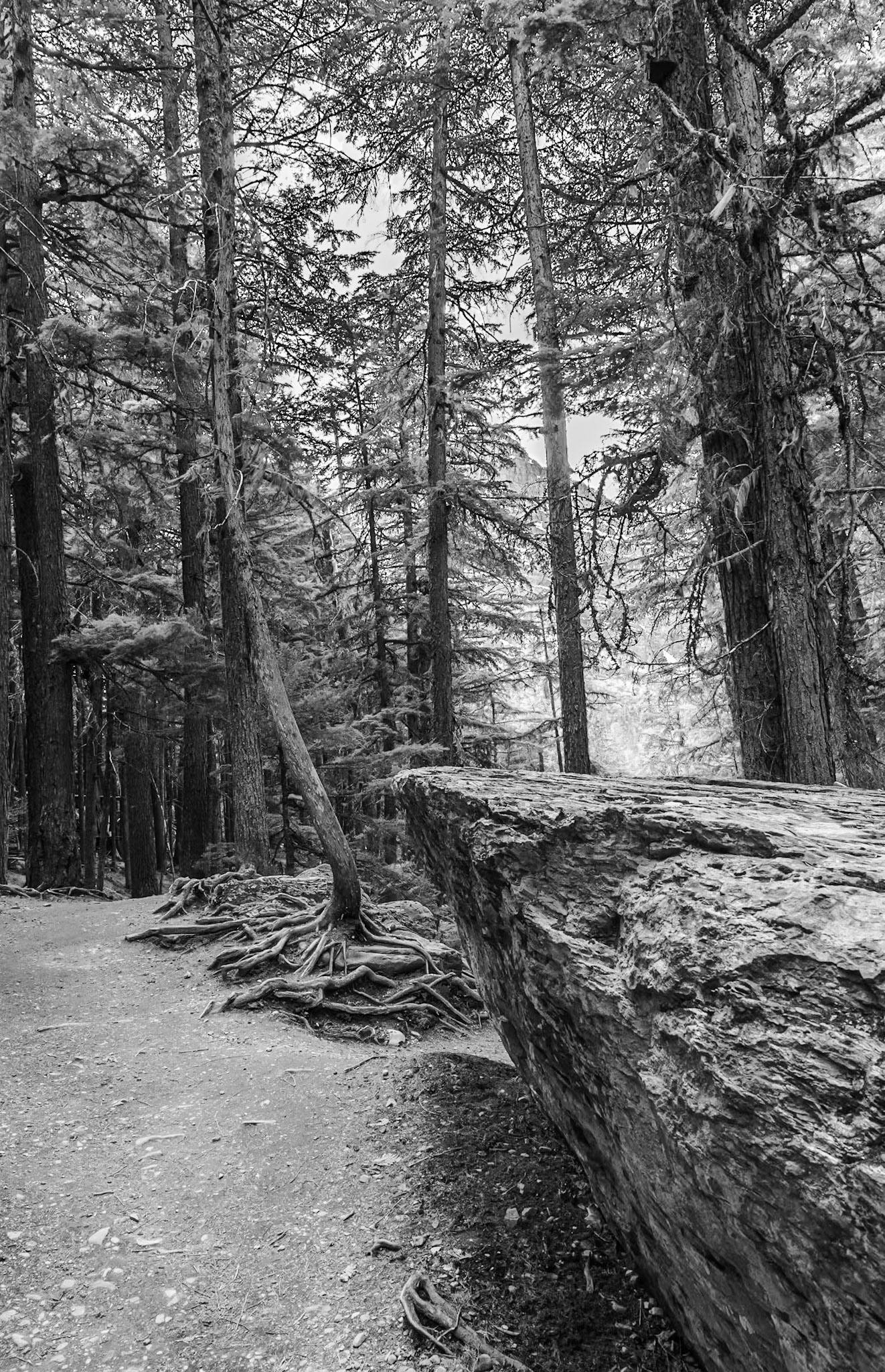 Avalanche Lake Trail - Glacier NP