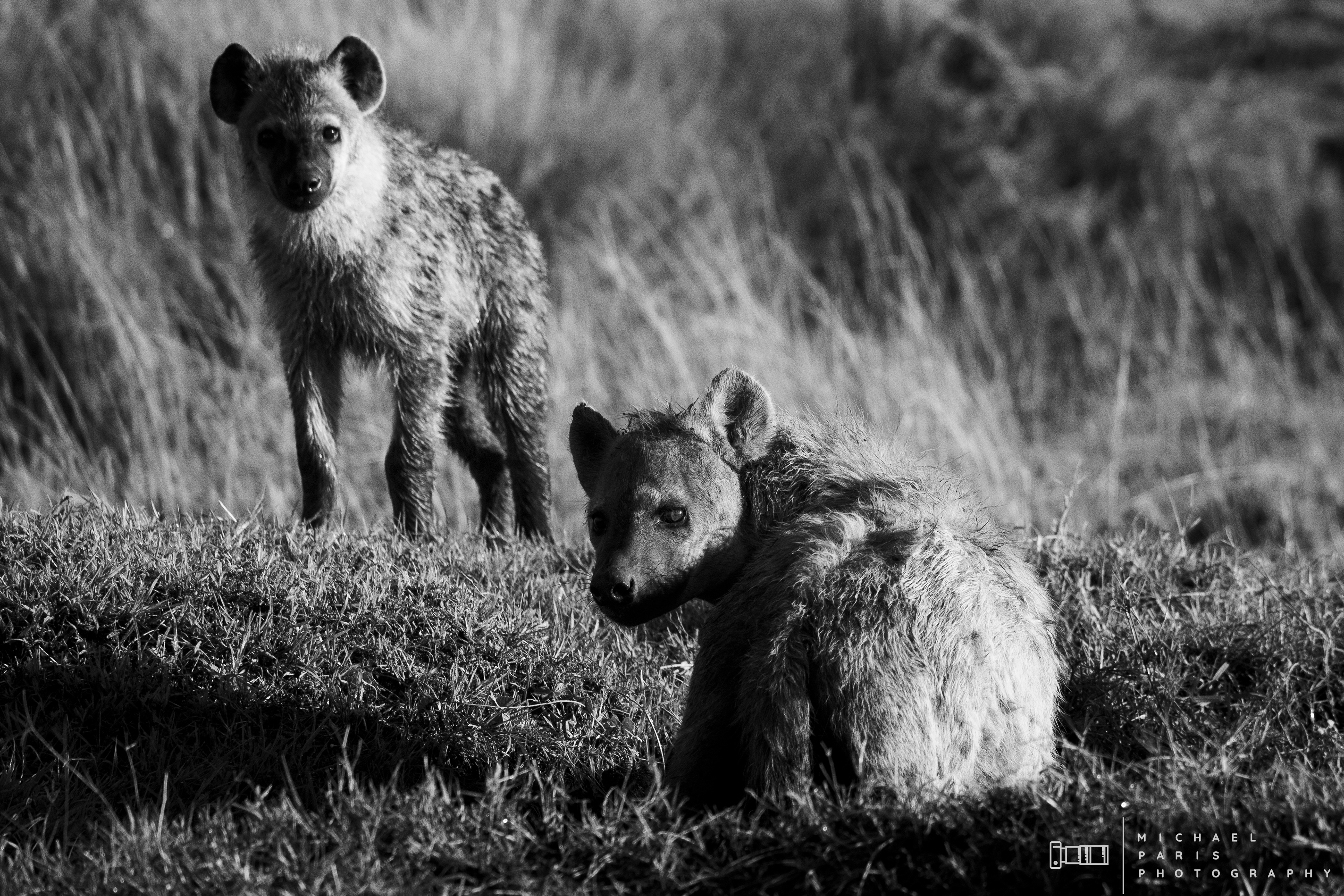 'Always Watching' - the mother and her juvenile cub looking out for the safety of the cub