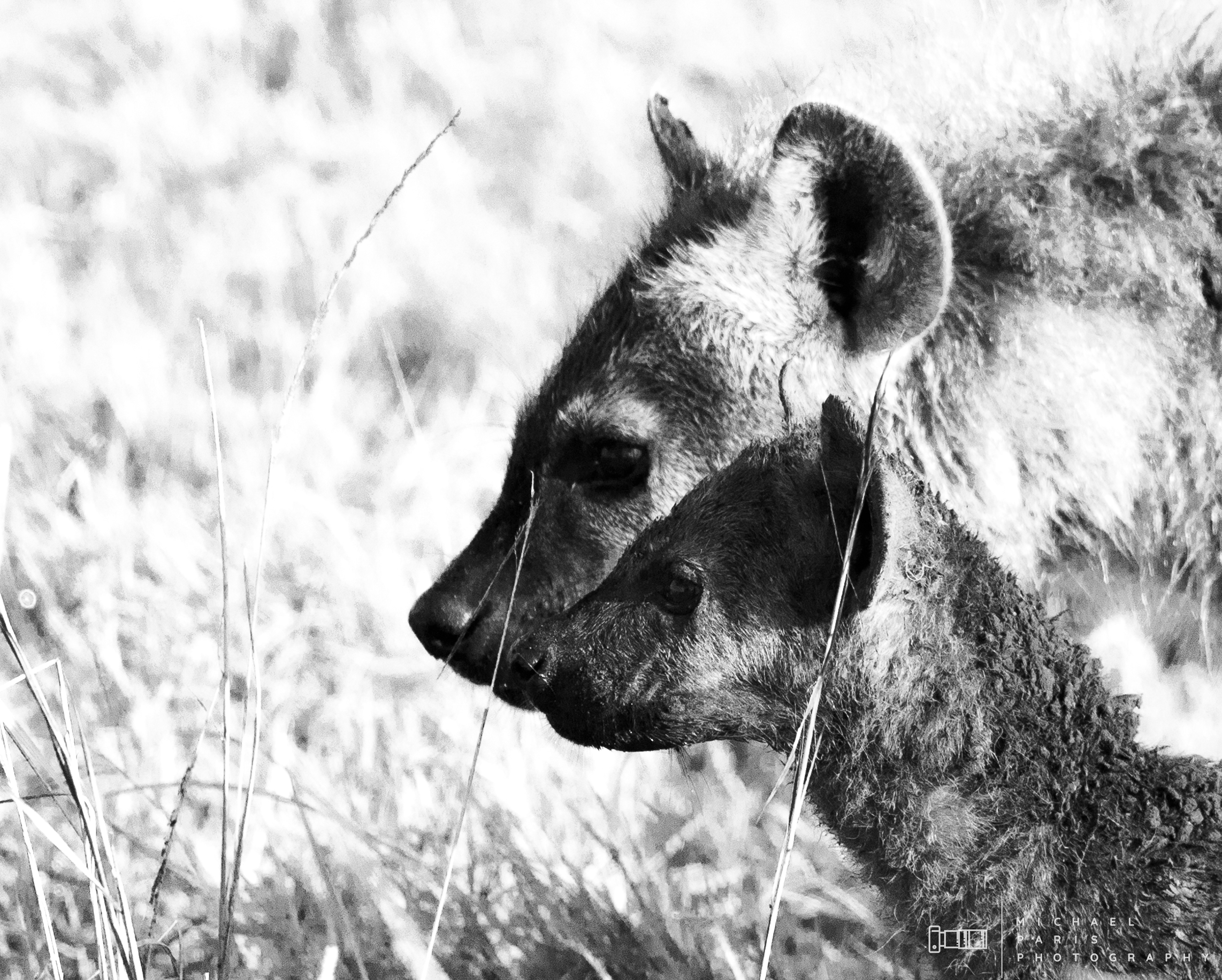 'Look-out' - A juvenile hyena and a cub look out of the den