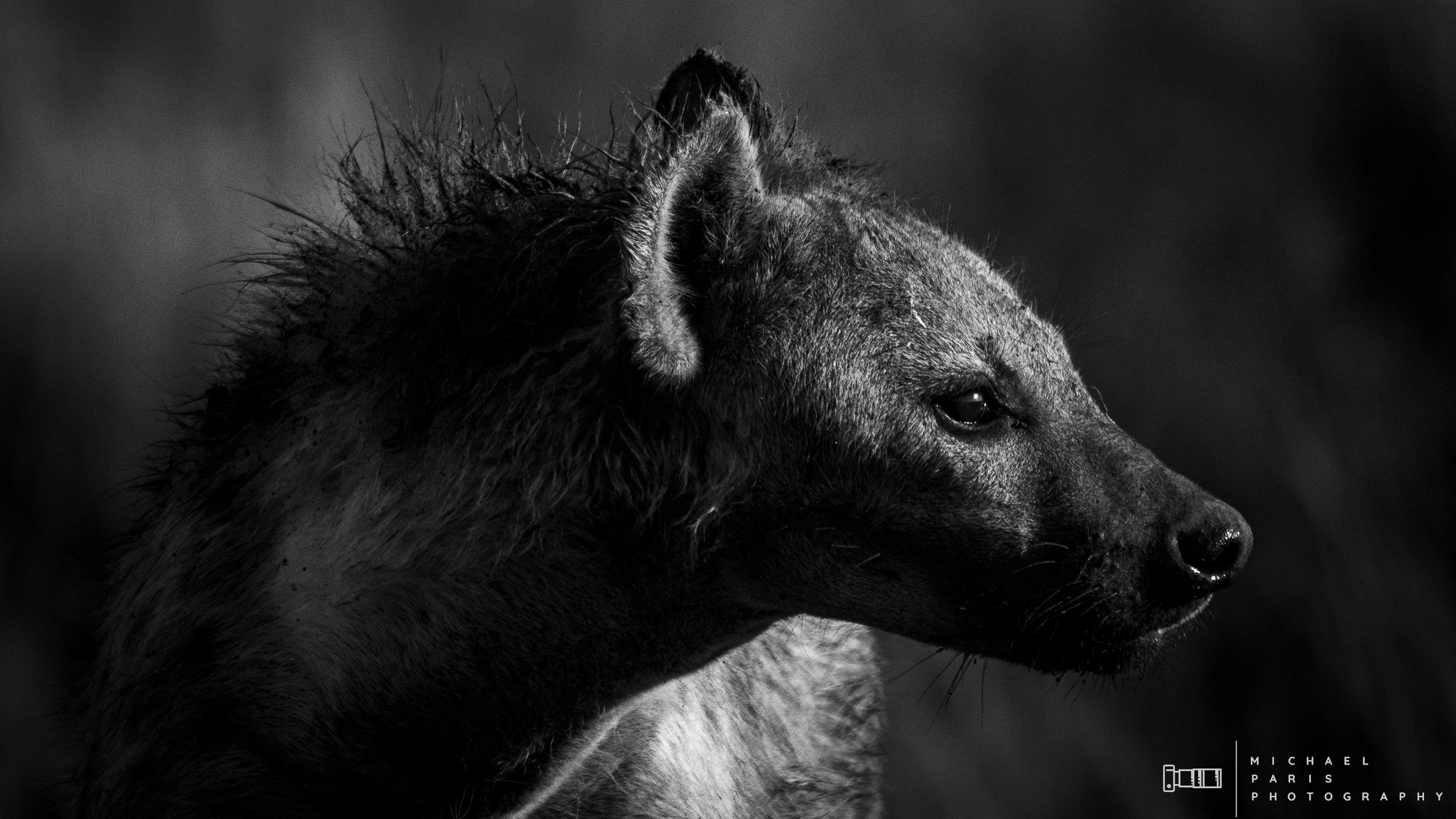'A Watchful Guardian' - The mother hyena watches over the landscape