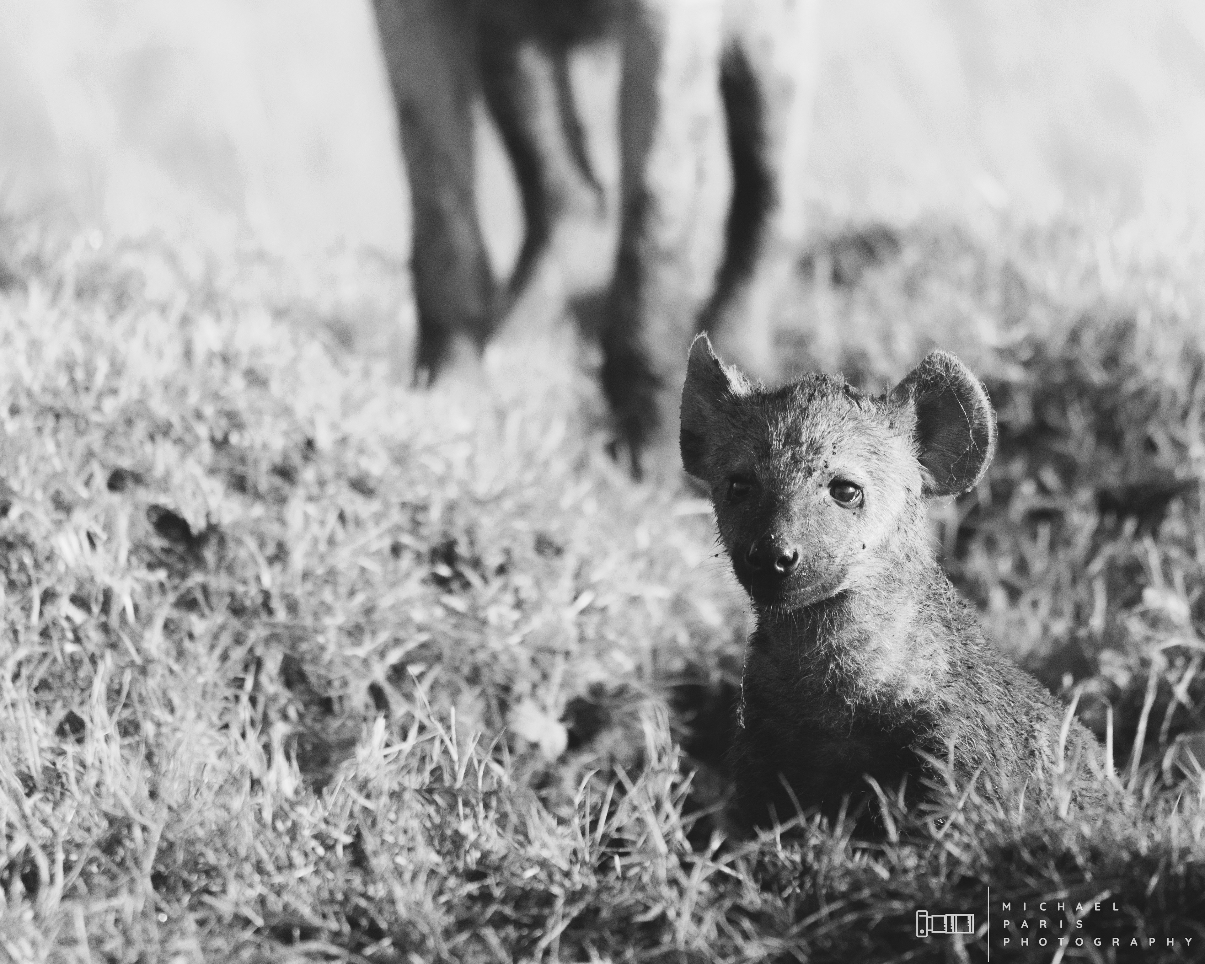'Self Portrait' - The hyena cub covered in dirt sits still for a portrait, with its mother behind 