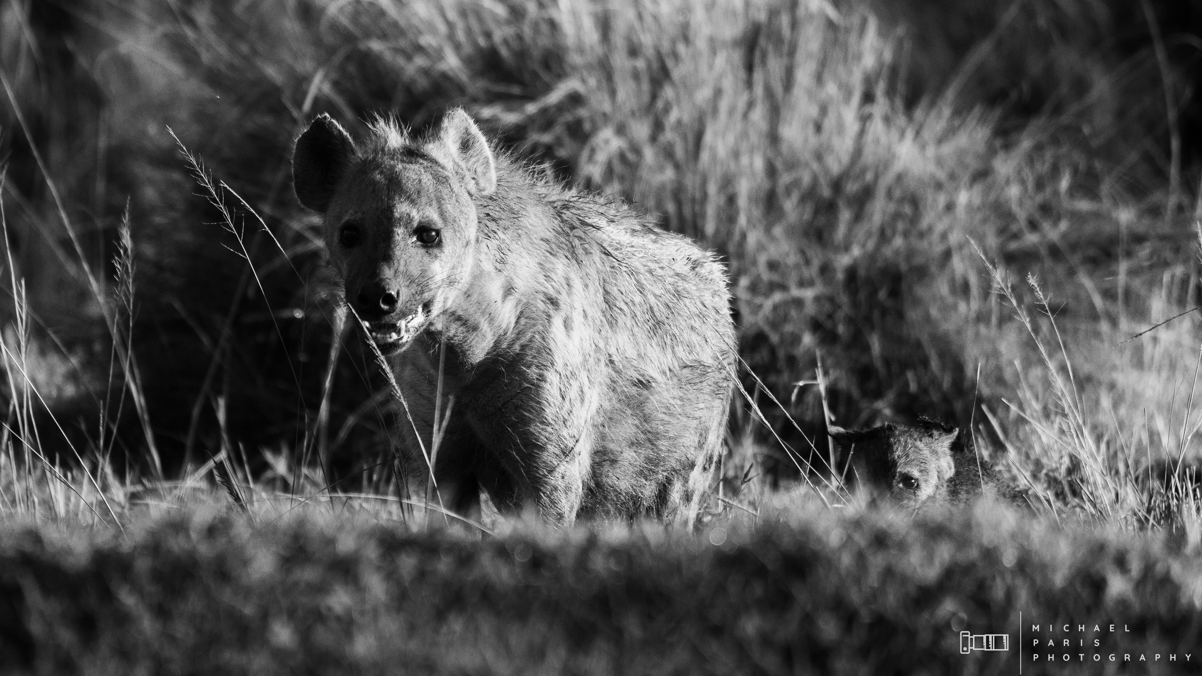 'Over the hill' - The final obstacle to reaching the safety of her den