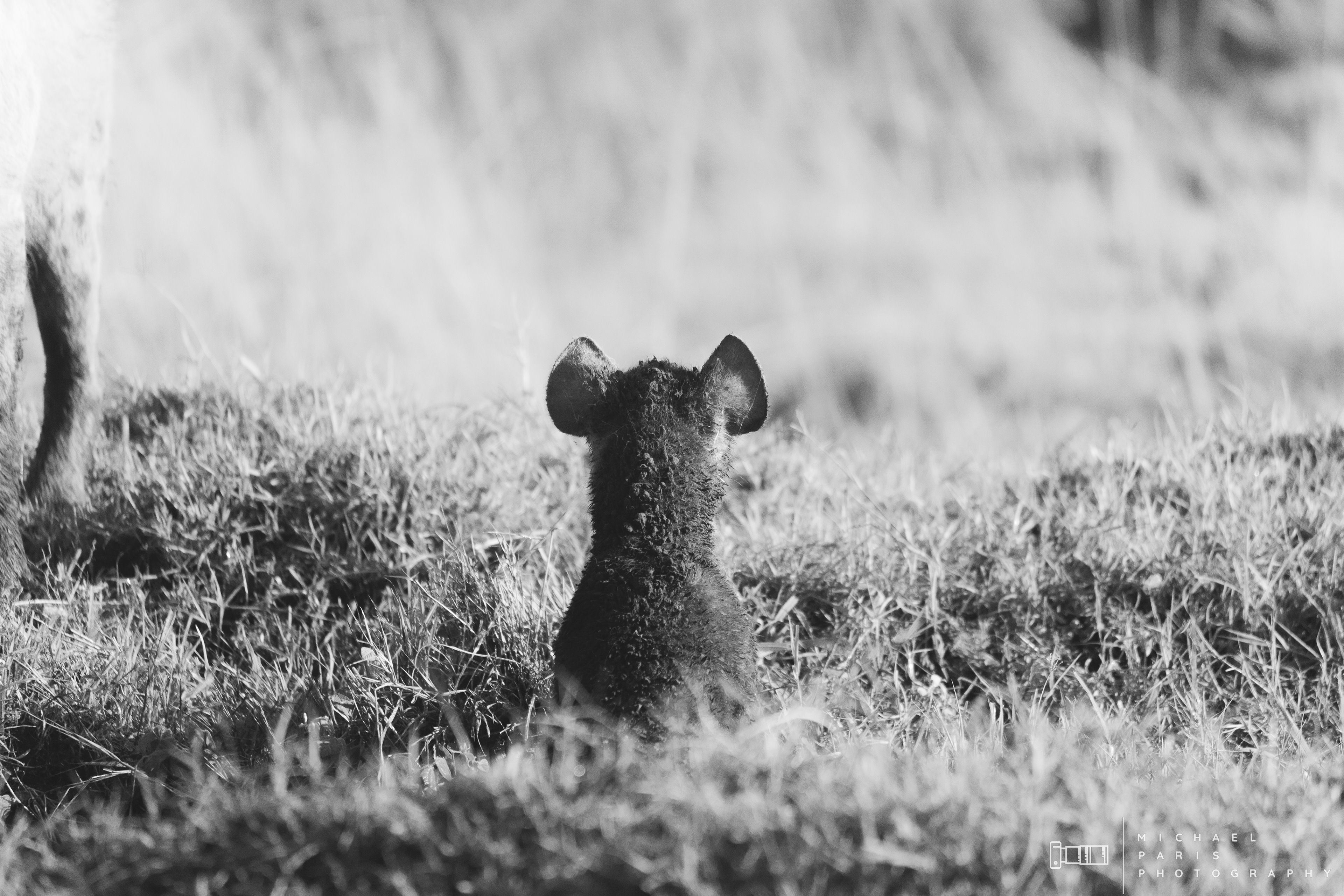 'Loud and Clear' - The hyena cub pokes his head out of the den revealing his large ears