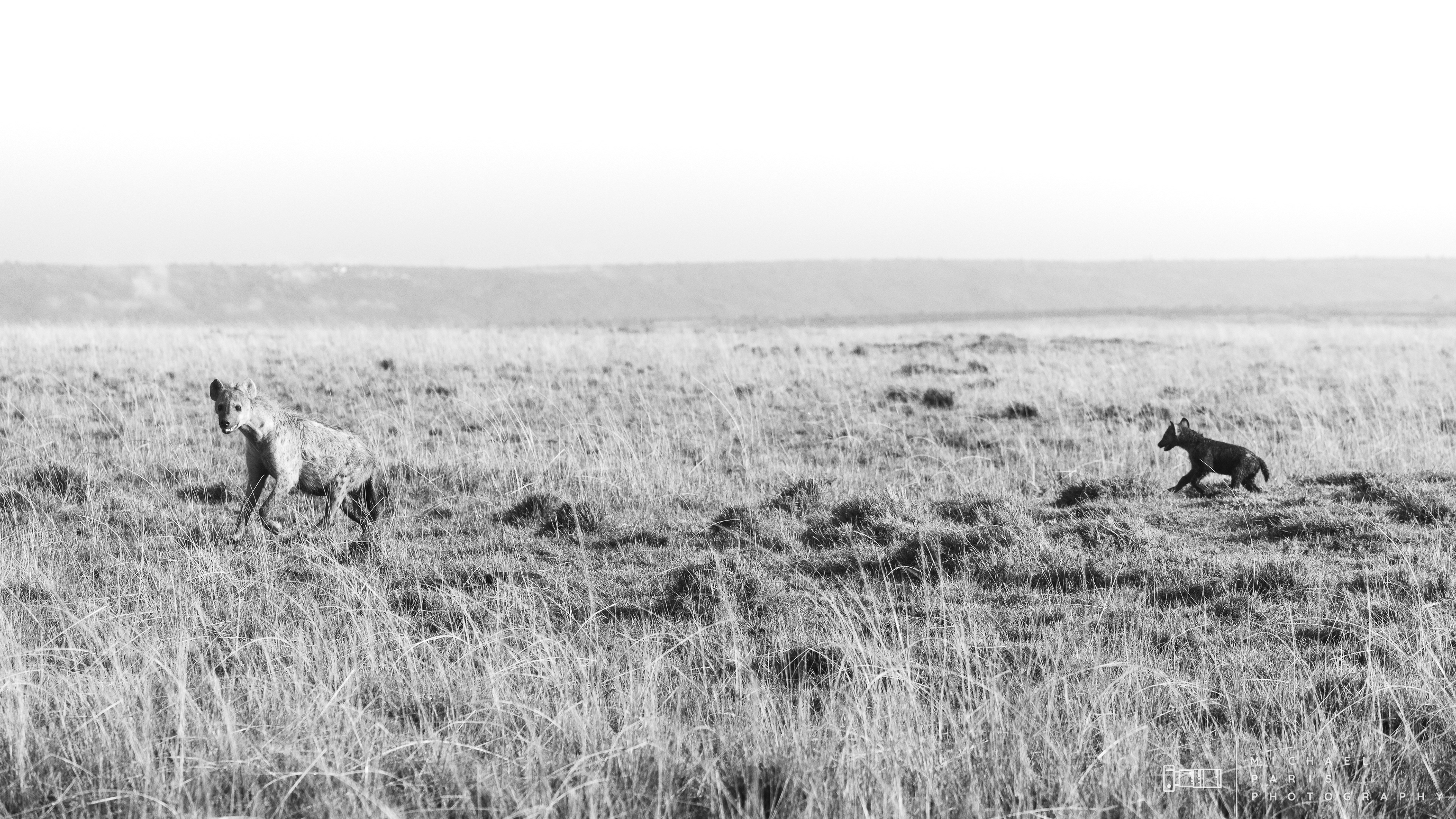 'Lead the way' - The mother hyena leads the way to the den.