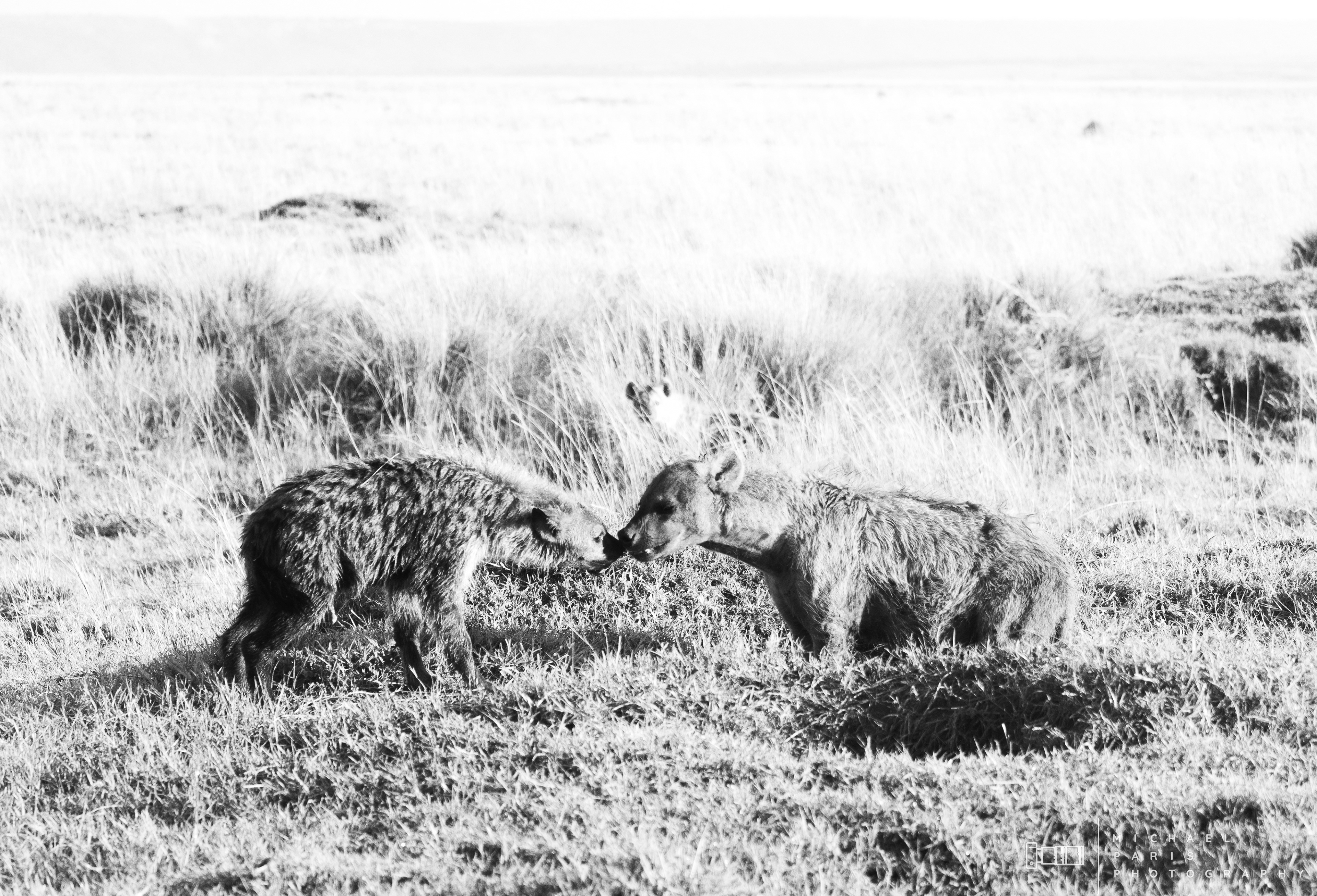 'A Loving Embrace' - The juvenile and mother hyena greet one another 