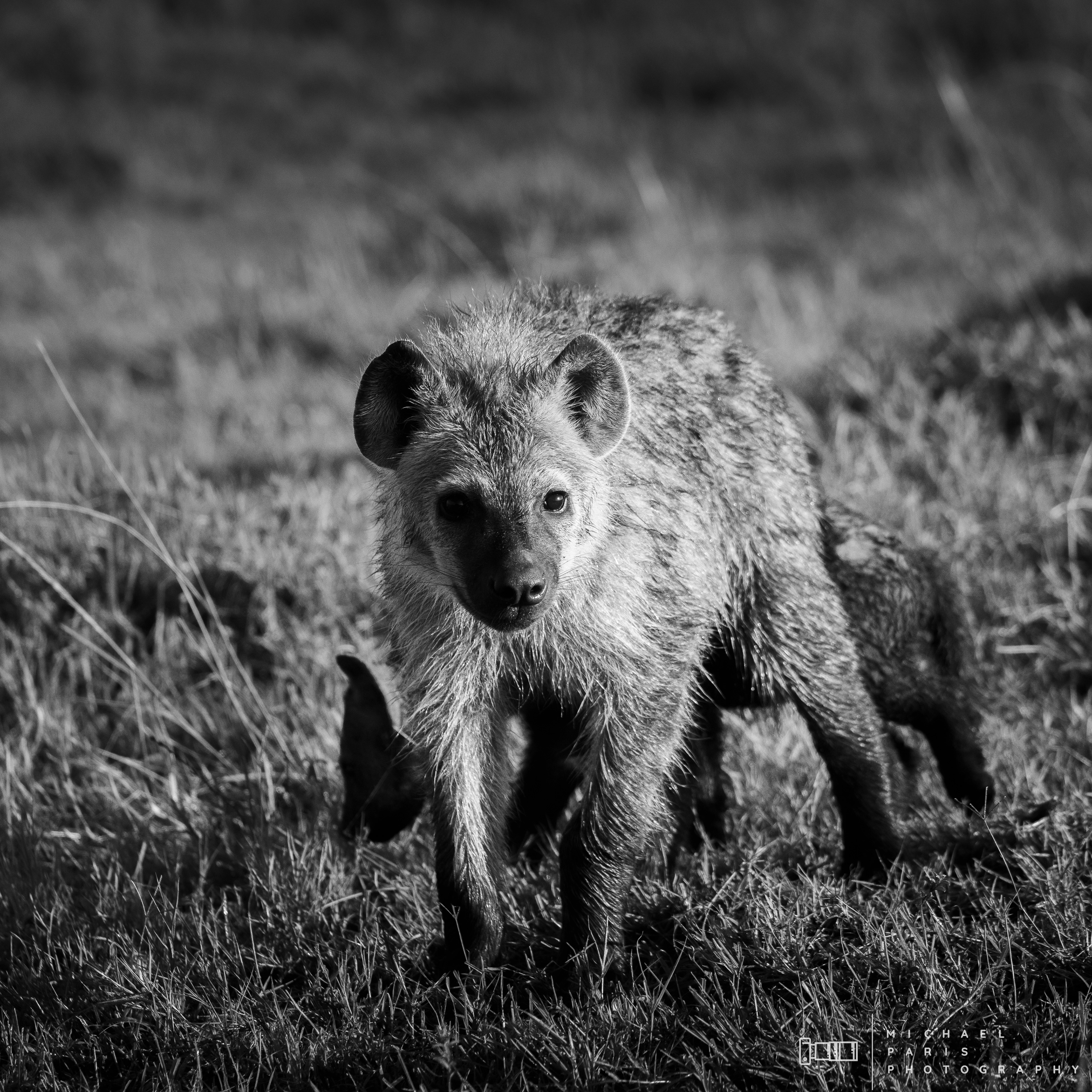 'Big Brother' - One of the juvenile hyenas watches on guard with the young cub behind him
