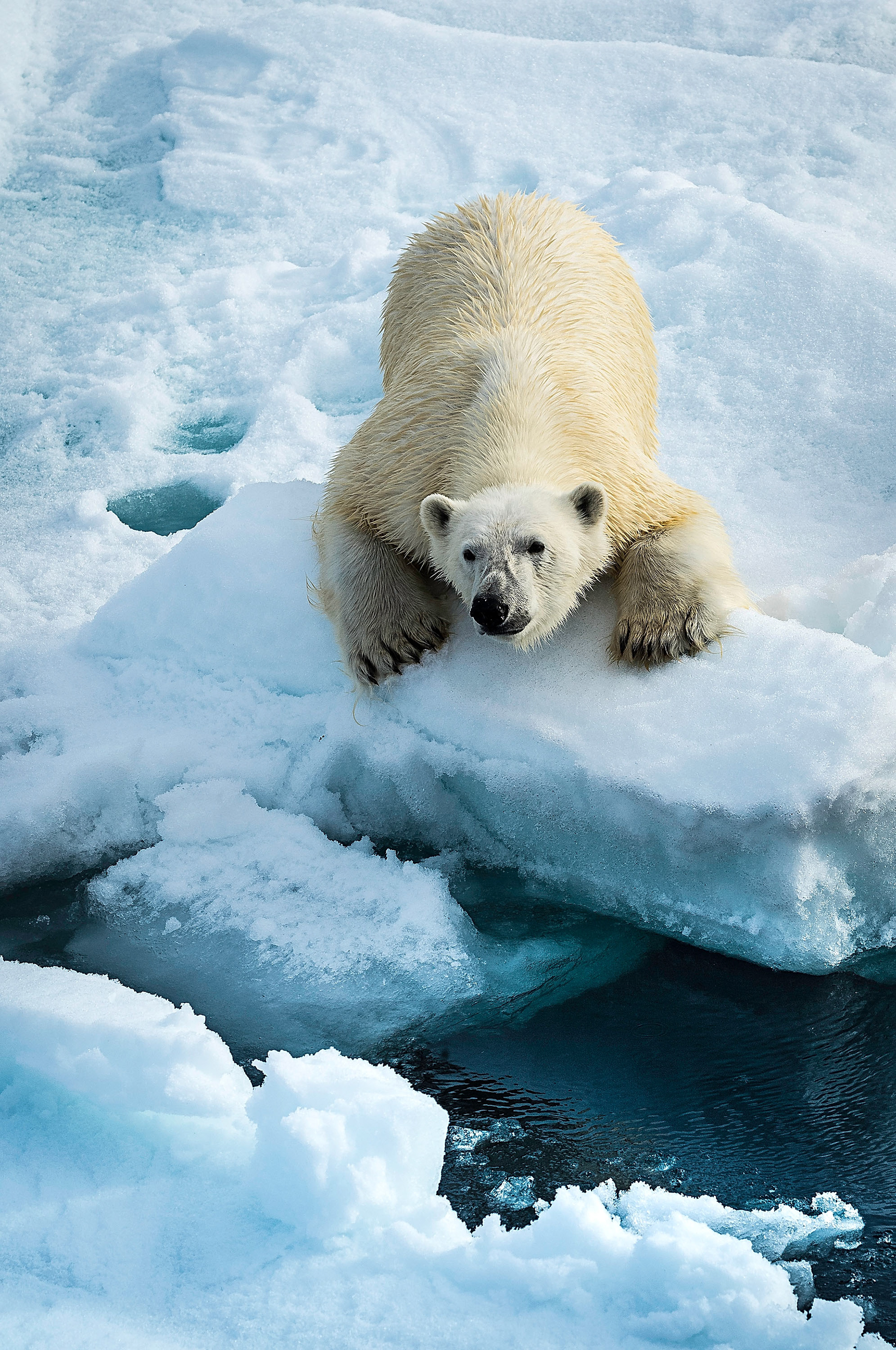 Svalbard, Arctis