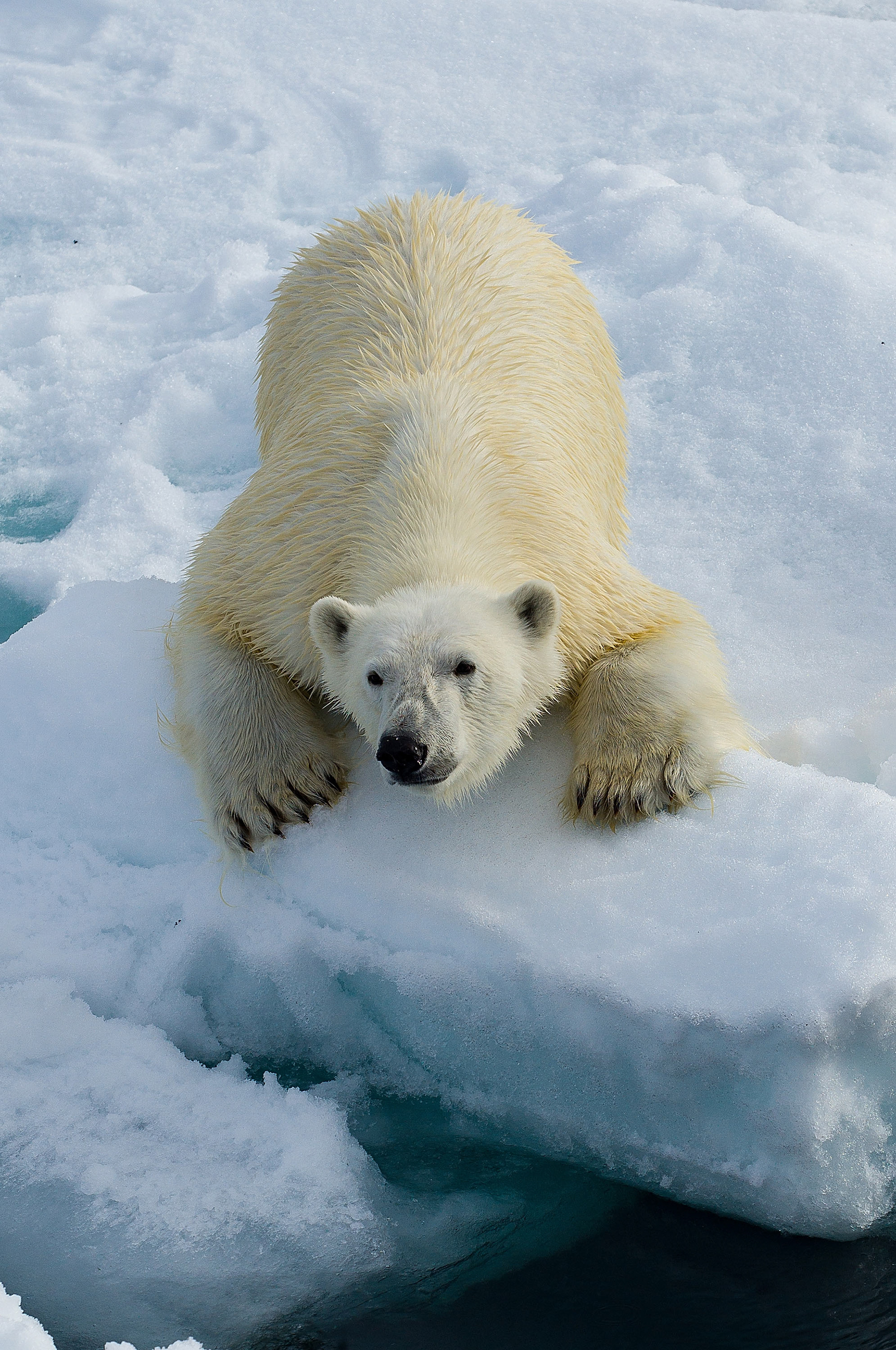 Svalbard, Arctis