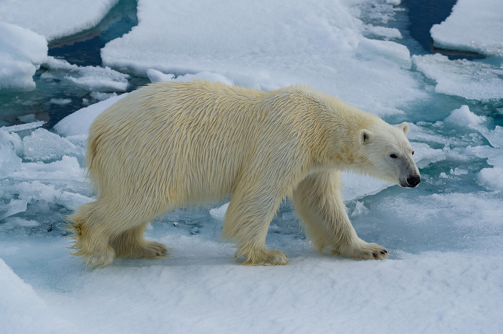 Svalbard, Arctis